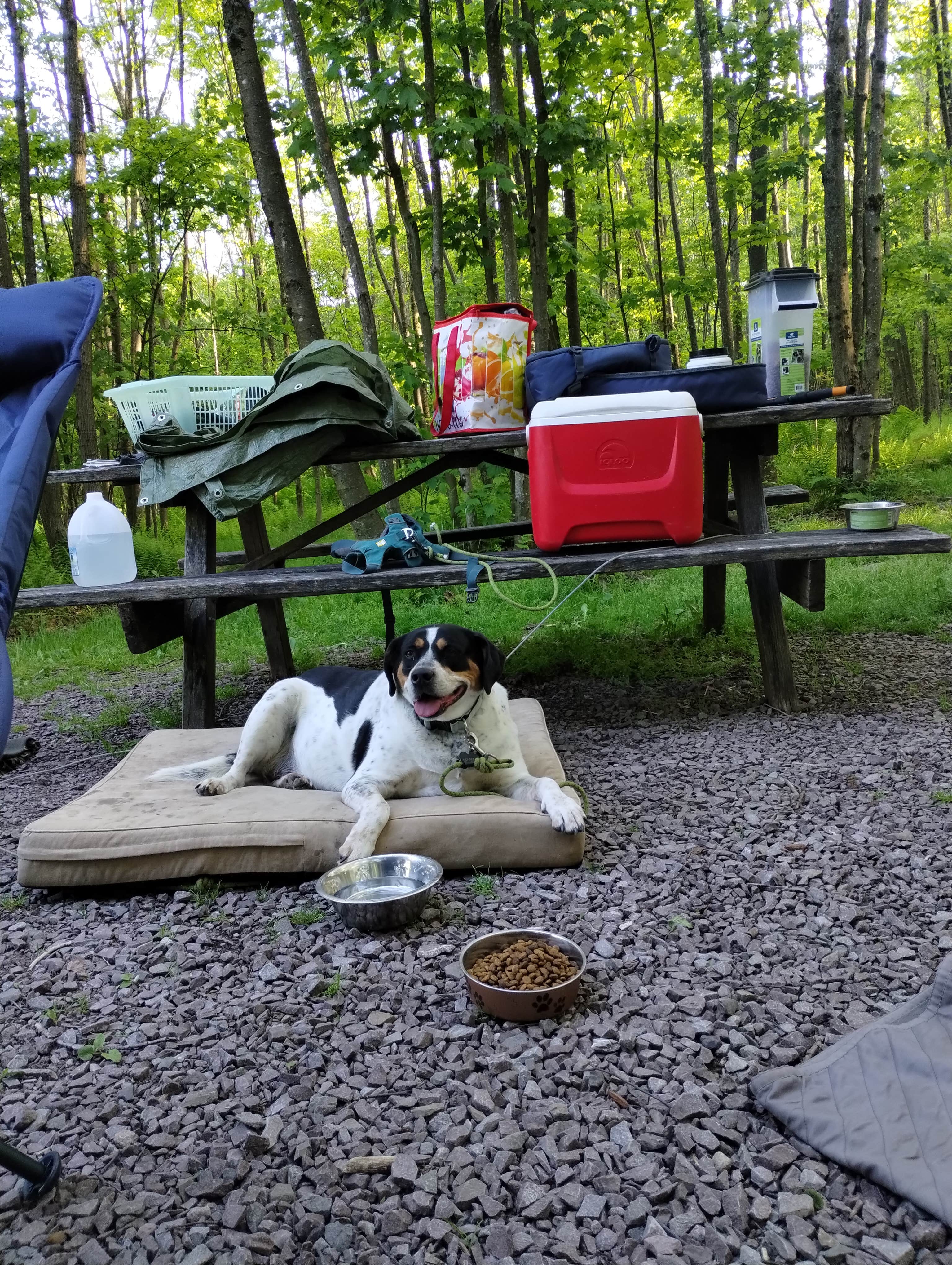 Maura R.'s photo of camping with pets at Mt. Davis Division Campsite — Forbes State Forest near Johnstown, PA