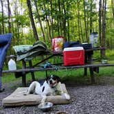 Review photo of Mt. Davis Division Campsite — Forbes State Forest by Maura R., May 31, 2026