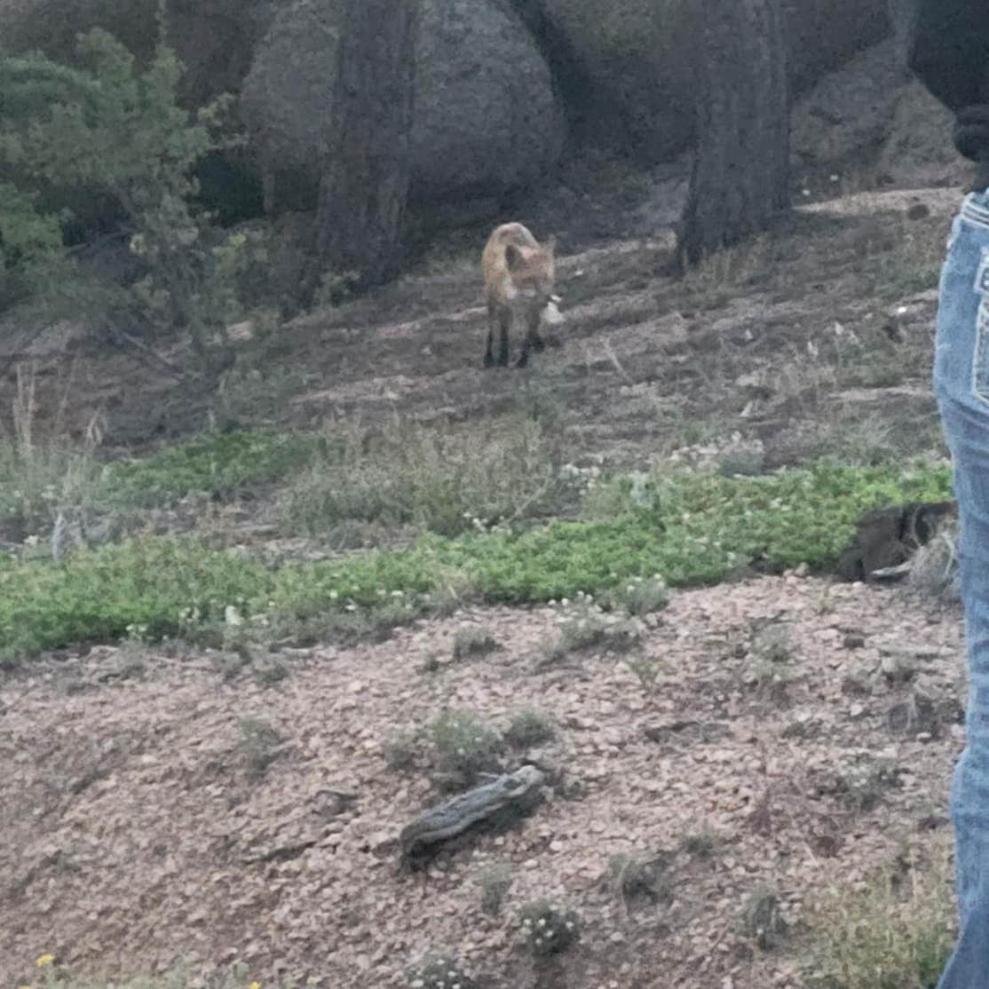 Mt. Herman Road Dispersed Site 2 Camping Palmer Lake, CO