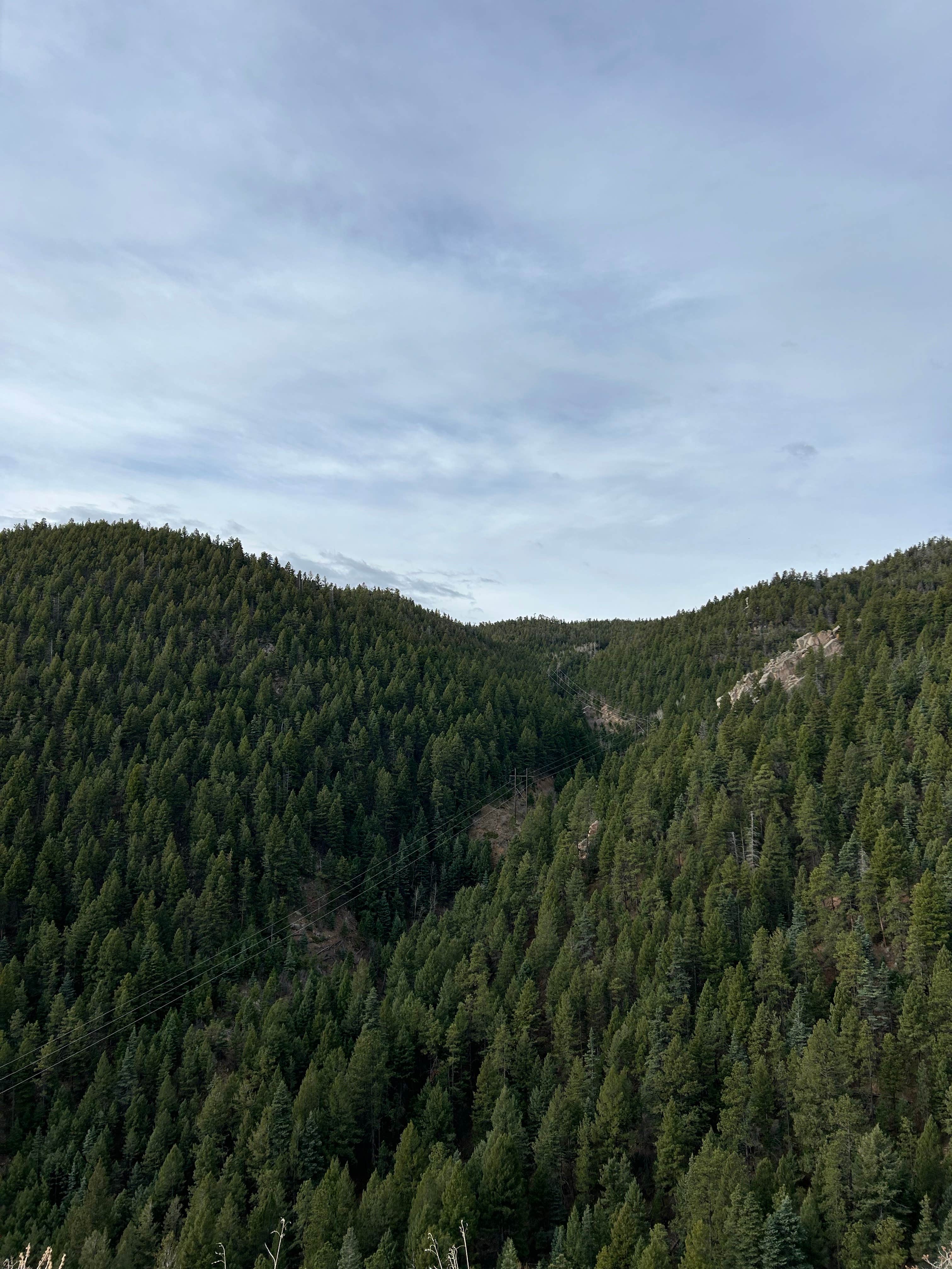 Camper-submitted photo at Mt. Herman Road Dispersed Site 2 near Larkspur, CO