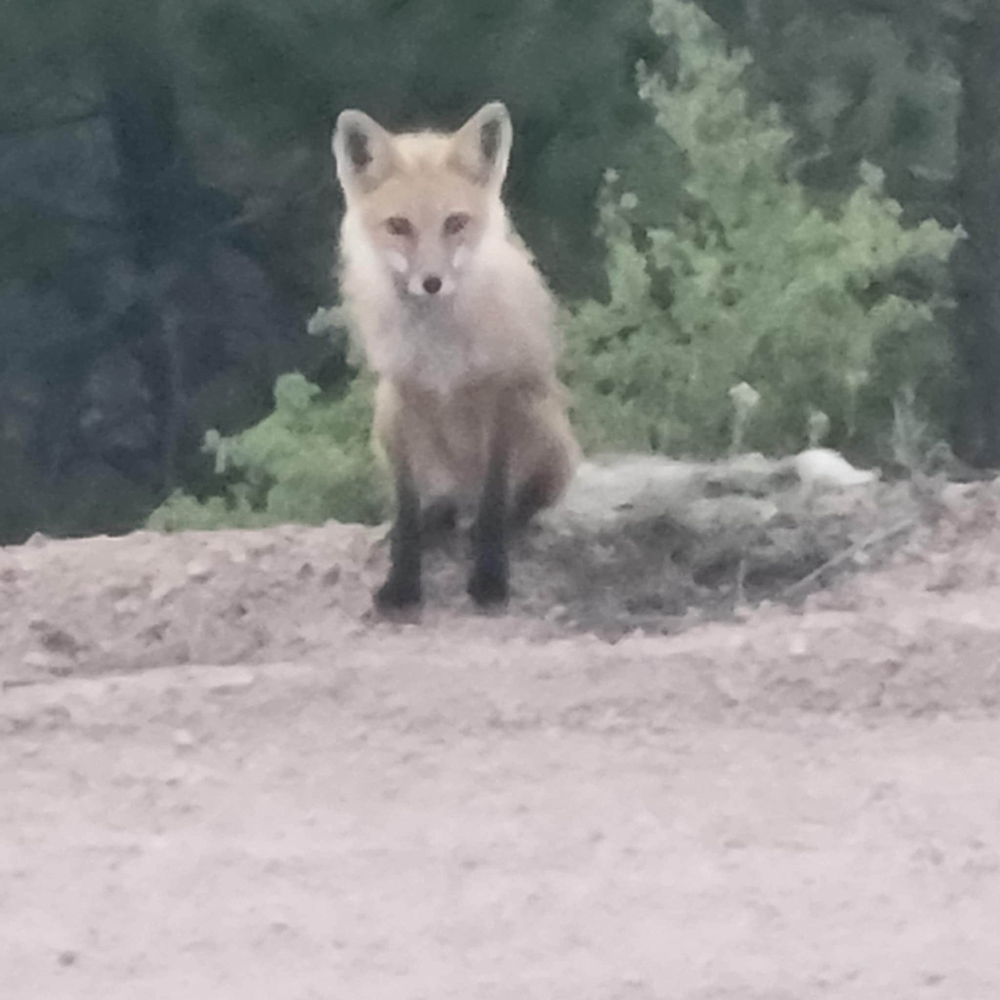 Amanda D.'s photo of camping with pets at Mt. Herman Road Dispersed Site 2 near Cimarron, CO