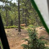 Review photo of Mt. Herman Road Dispersed Site 2 by Sarah F., July 10, 2026