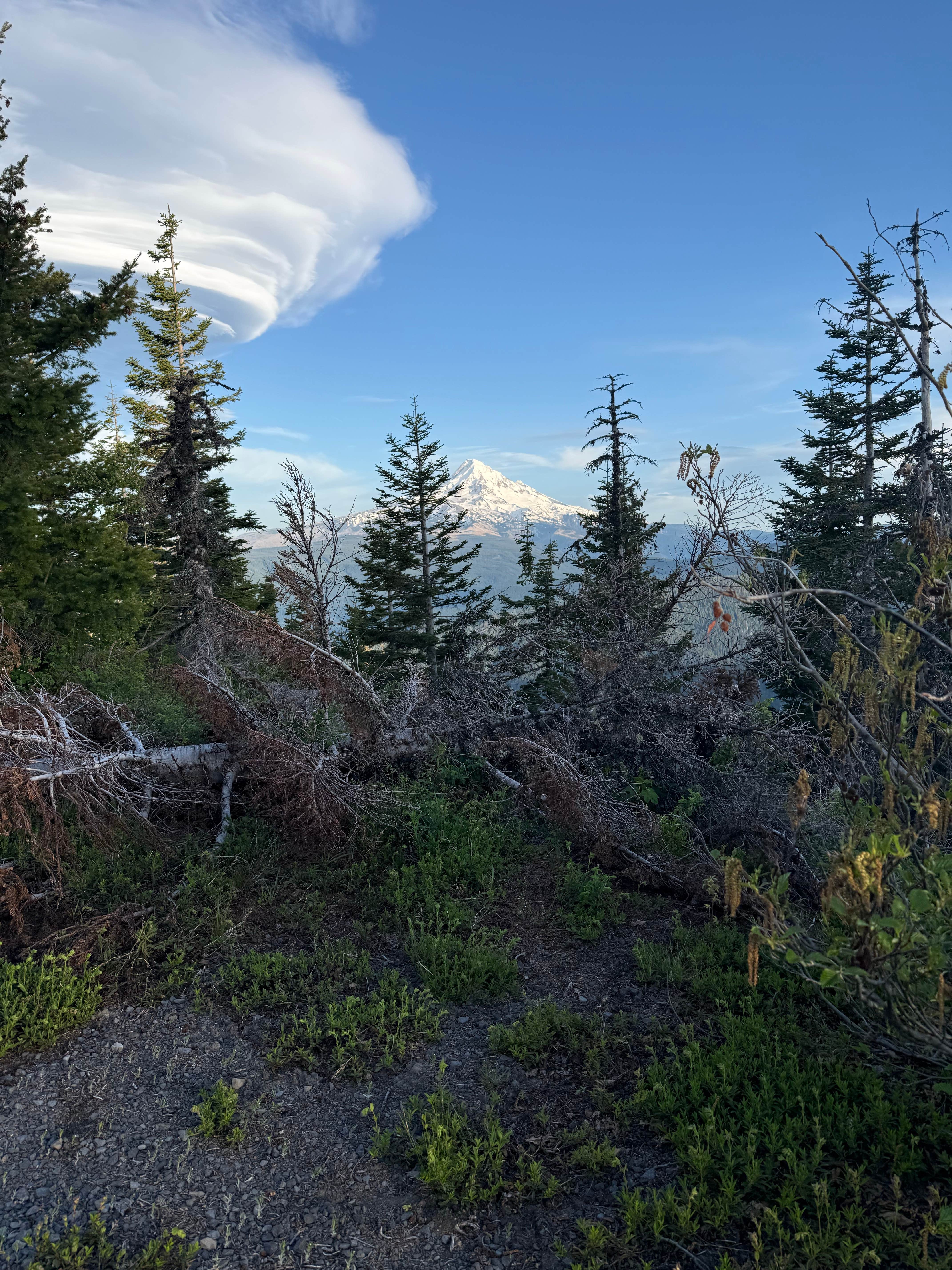 Camper-submitted photo at mt hood national forest dispersed camping near Corbett, OR