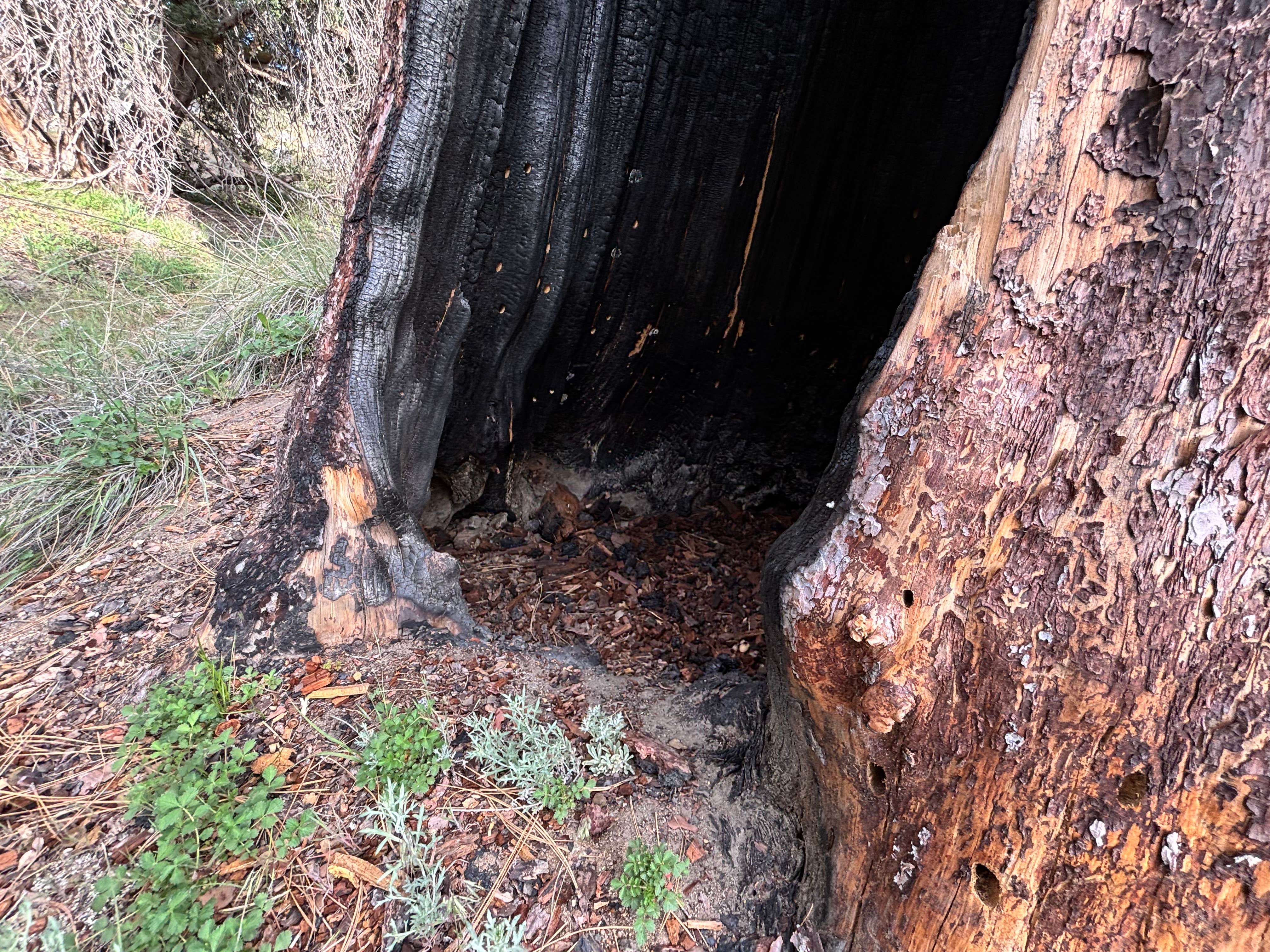 Camper-submitted photo at Mt. Palomar North Side Area near Rancho Santa Fe, CA