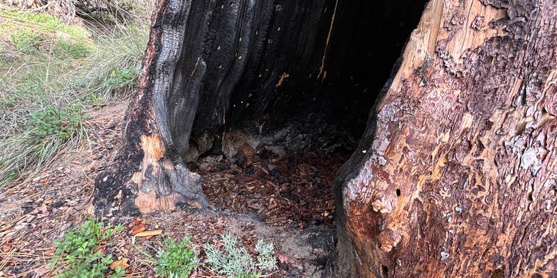 Camper submitted image from Mt. Palomar North Side Area
