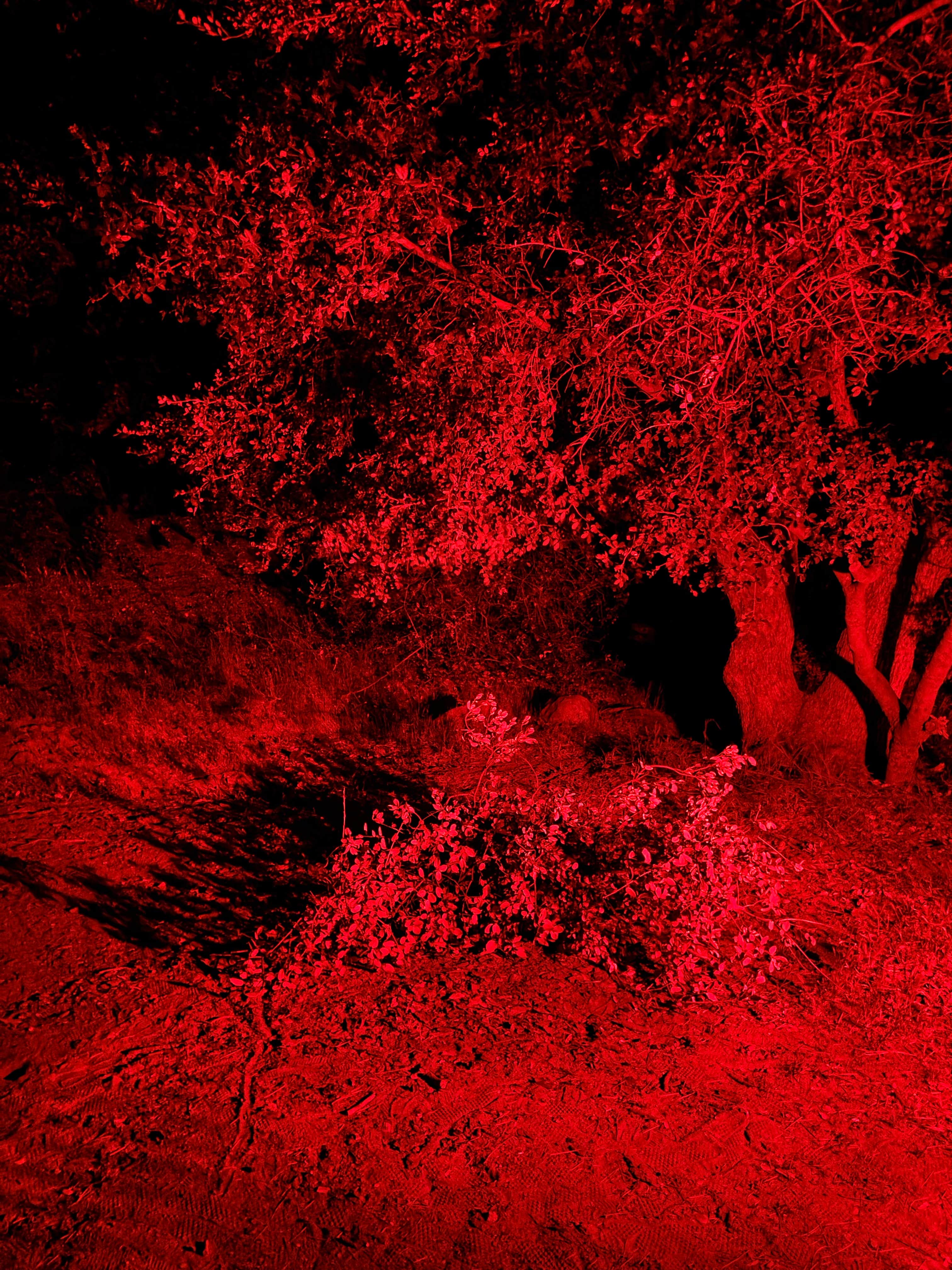 Camper-submitted photo at Mt. Palomar North Side Area near Rancho Santa Fe, CA