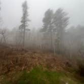Review photo of Mt. Roosevelt Dispersed Camping by Taz G., May 25, 2025