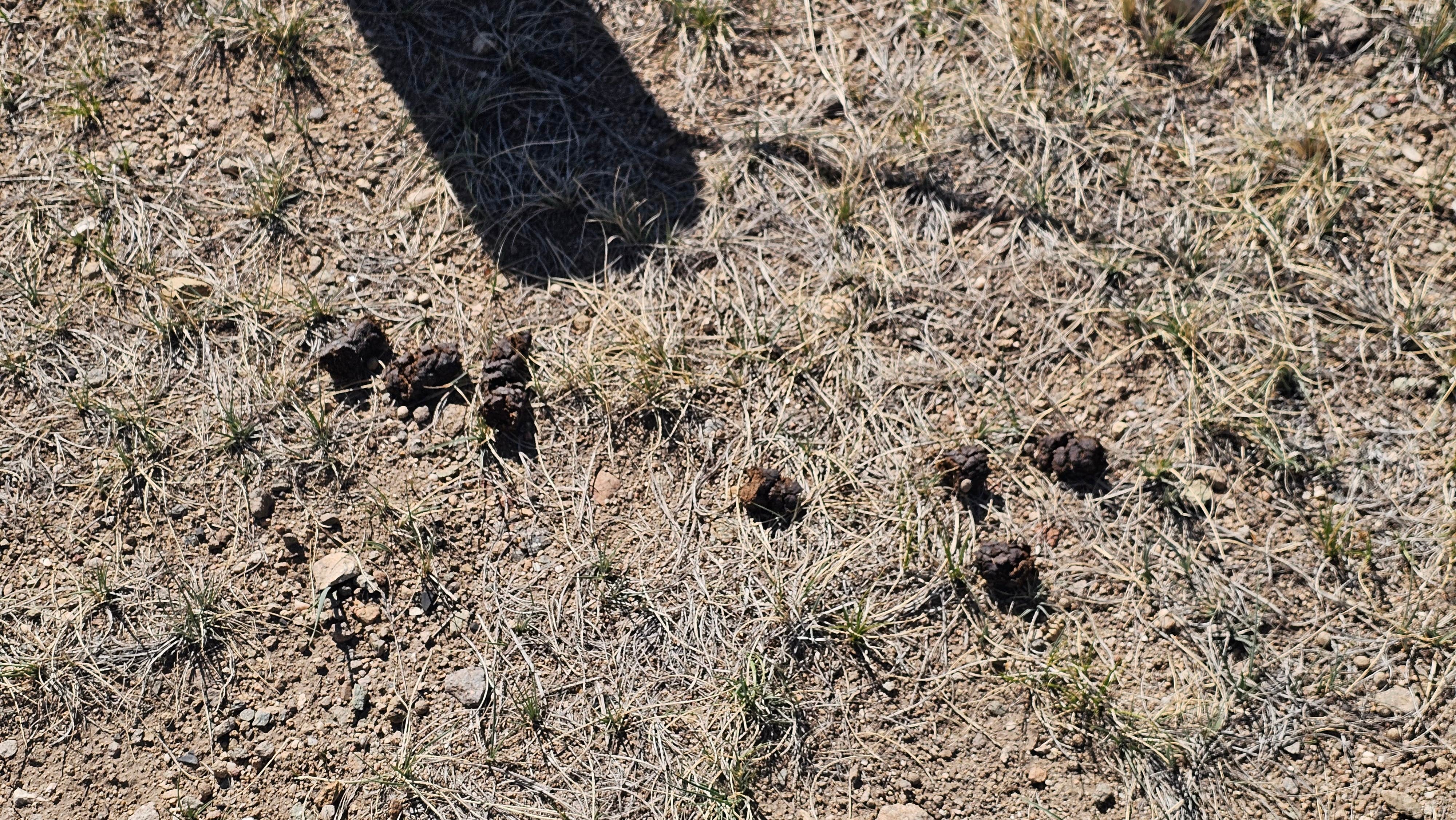 Camper-submitted photo at Mt. Shavano Wildlife Area near Salida, CO