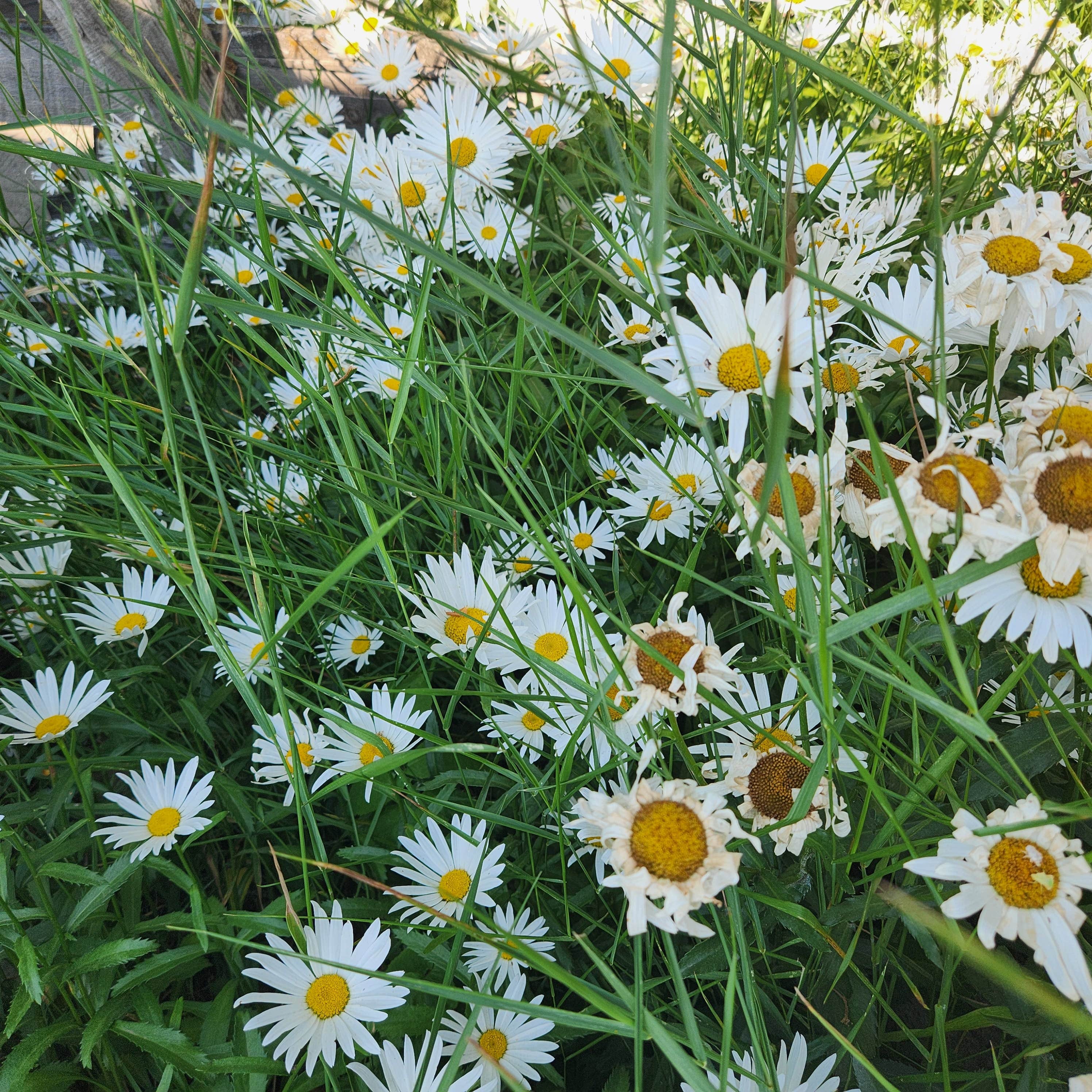 Camper-submitted photo at Mtn View RV Park near Oxbow, OR
