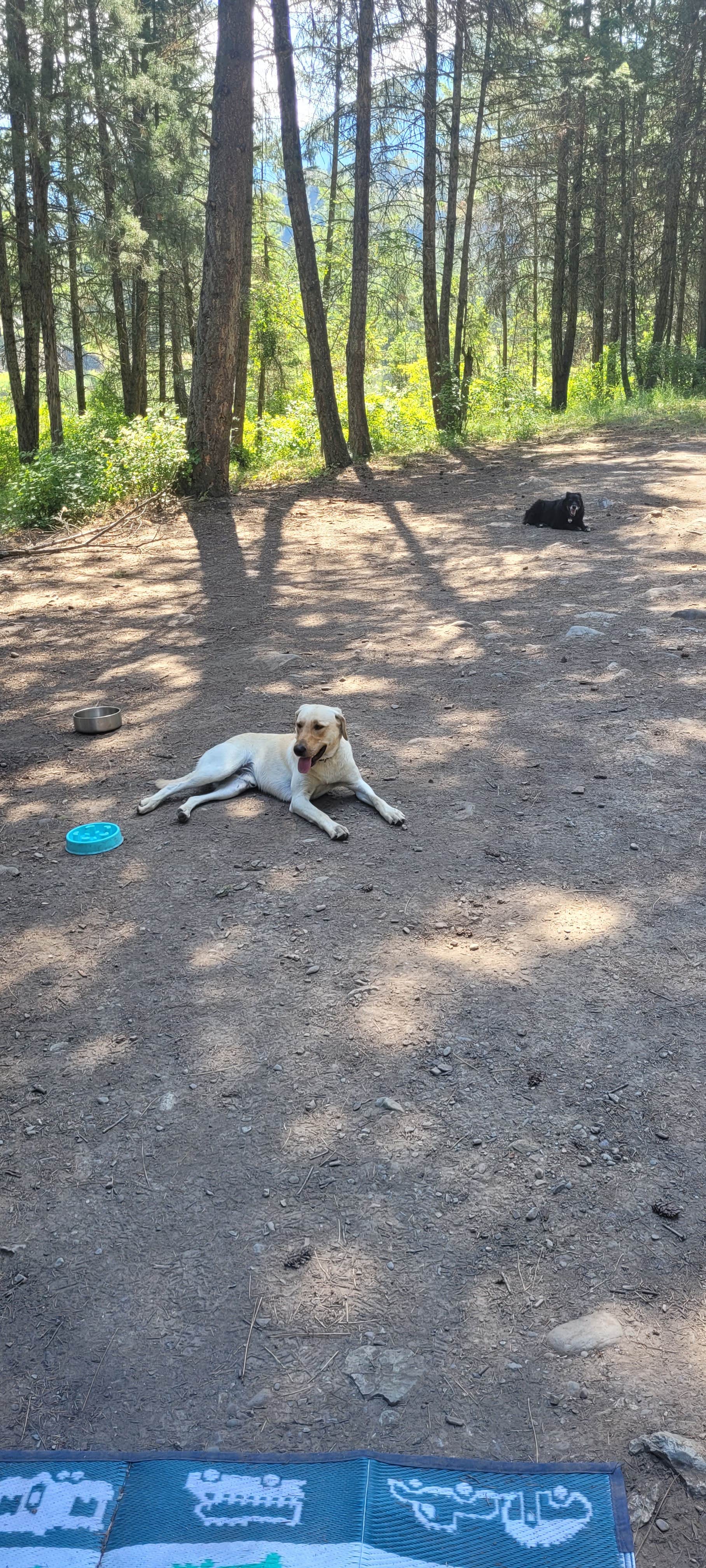 John F.'s photo of camping with pets at Muchwater Recreation Area near Lolo National Forest