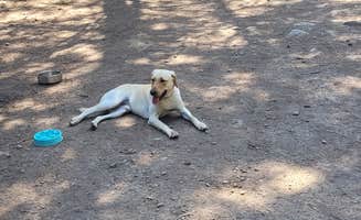 John F.'s photo of camping with pets at Muchwater Recreation Area near Paradise, MT