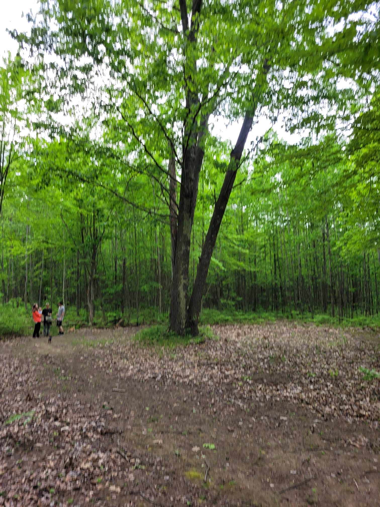 Zara W.'s photo of camping with pets at Mud Lake State Forest Campground near Clare, MI