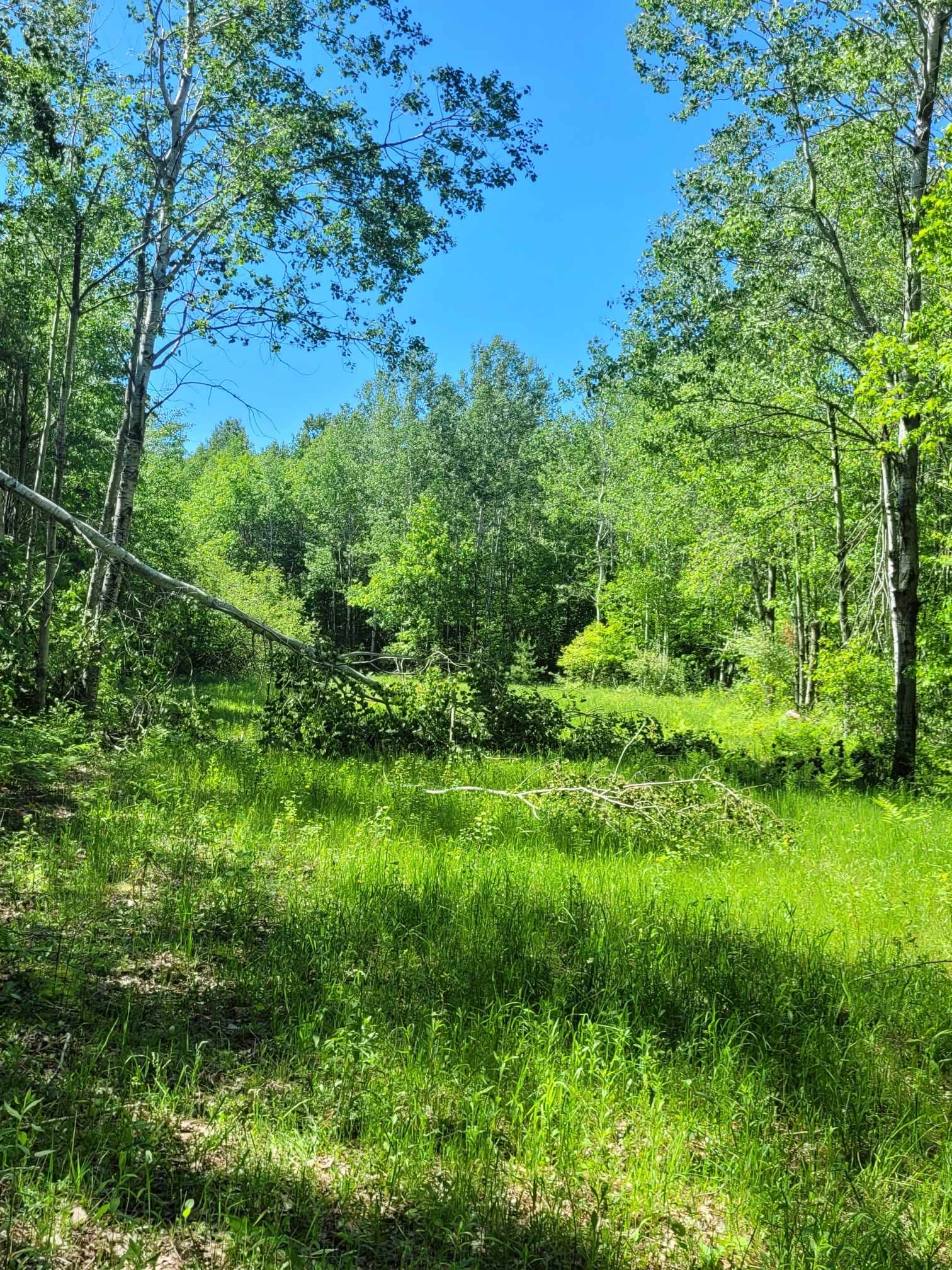 Camper-submitted photo at Mud Lake State Forest Campground near Clare, MI
