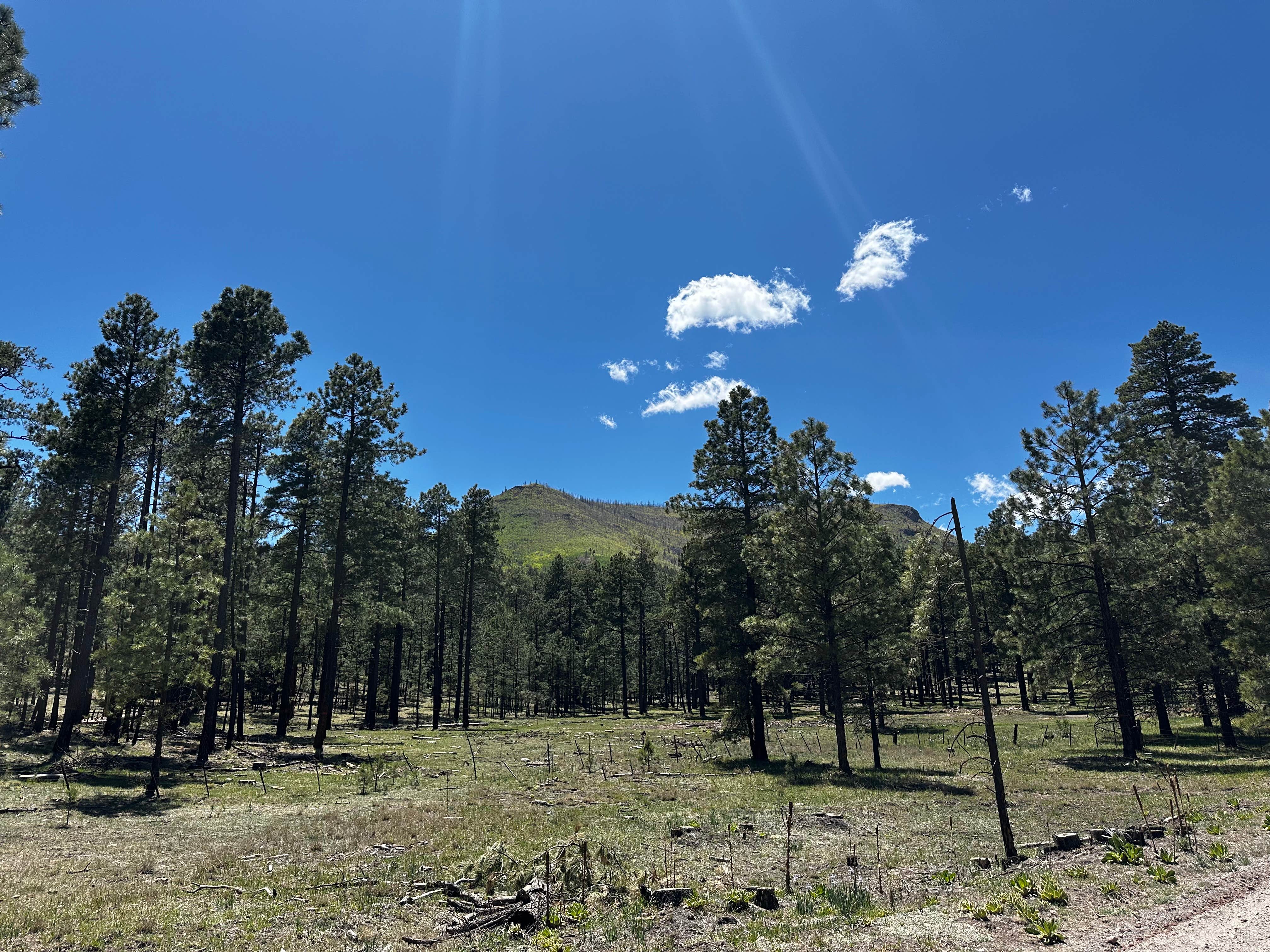 Shane W.'s photo of a dispersed camping area at Mud Spring near Whiteriver, AZ