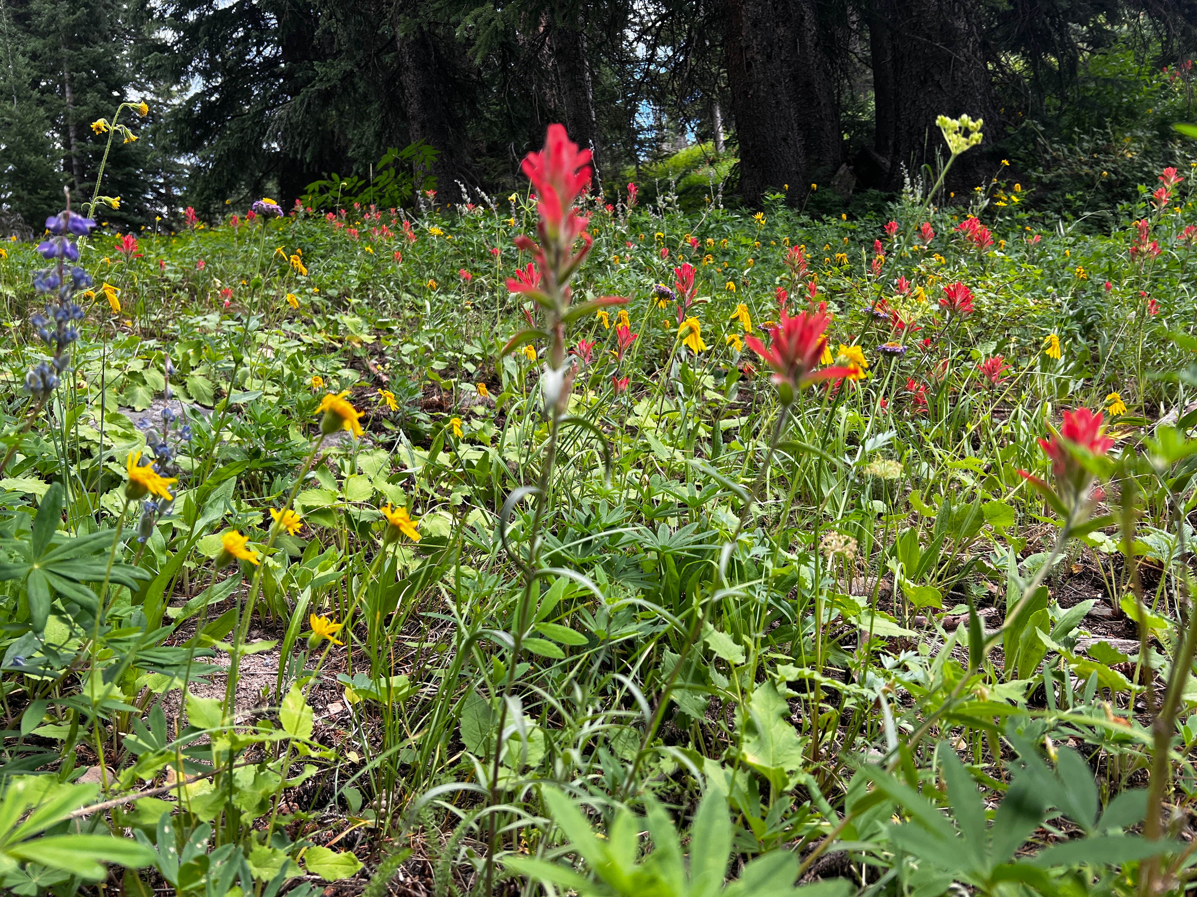 Camper submitted image from Muddy Creek Dispersed Camp - 1