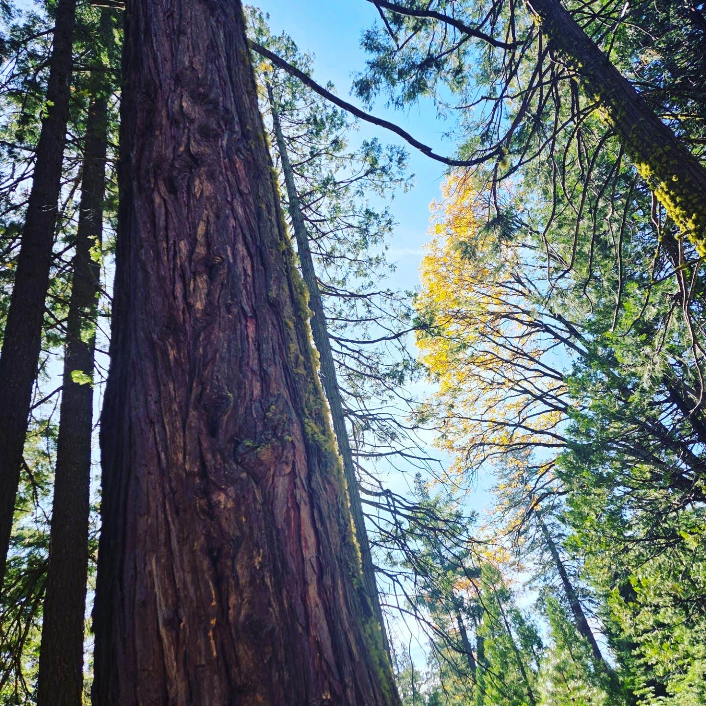 Camper-submitted photo at Mumford Bar Trail Campground near Gold Run, CA