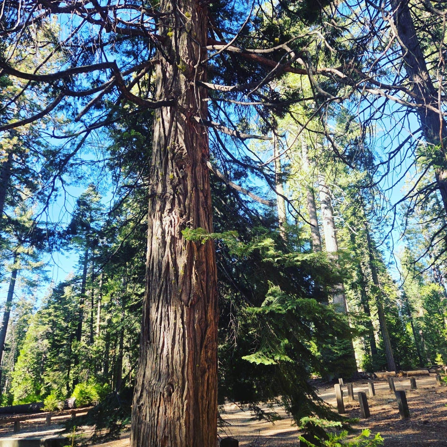 Camper-submitted photo at Mumford Bar Trail Campground near Gold Run, CA