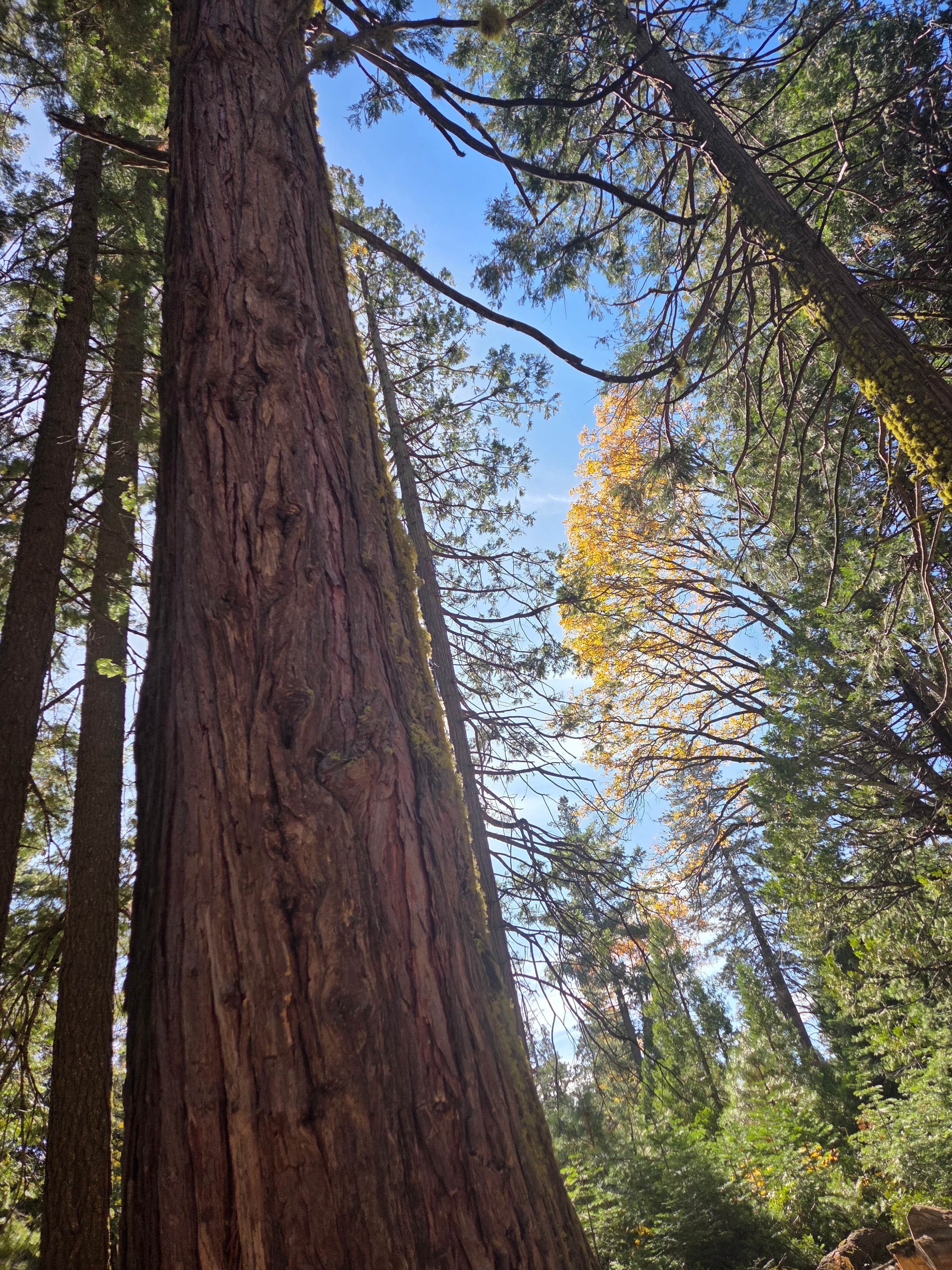 Camper-submitted photo at Mumford Bar Trail Campground near Alta, CA