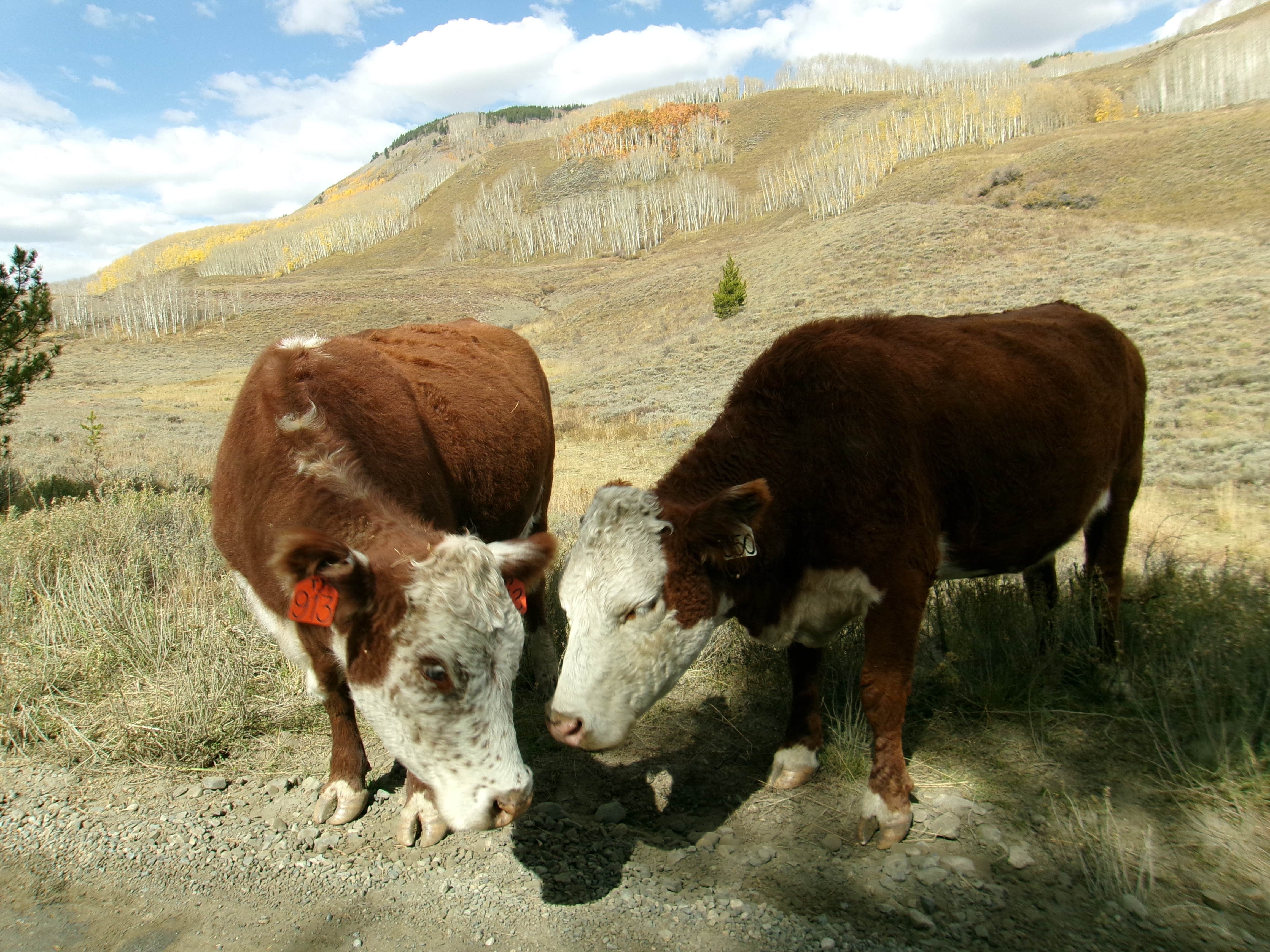 Camper-submitted photo at Musician's Camp near Crested Butte, CO