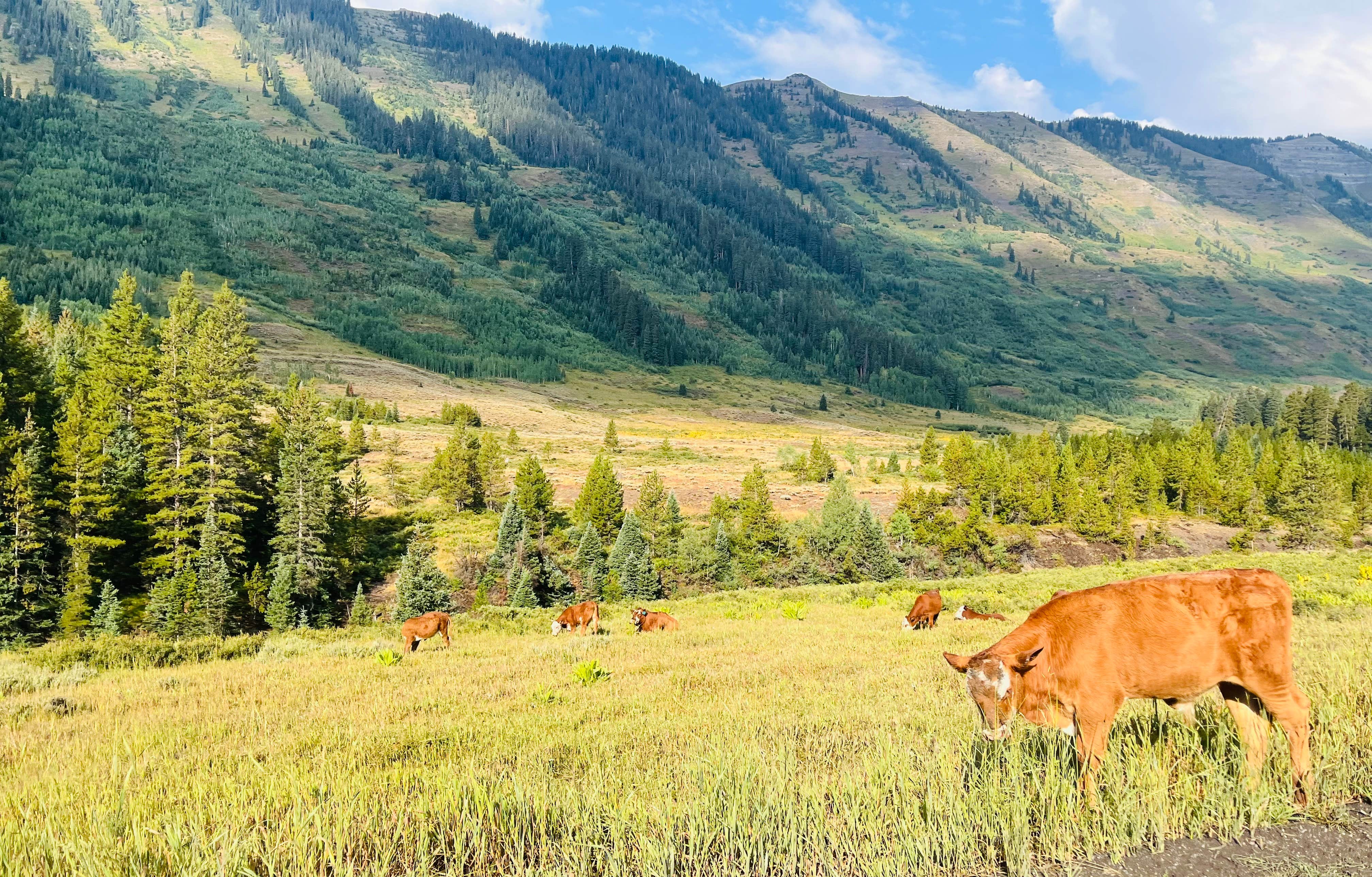 Sammantha T.'s photo of camping with a horse at Musician's Camp near Black Canyon of the Gunnison National Park