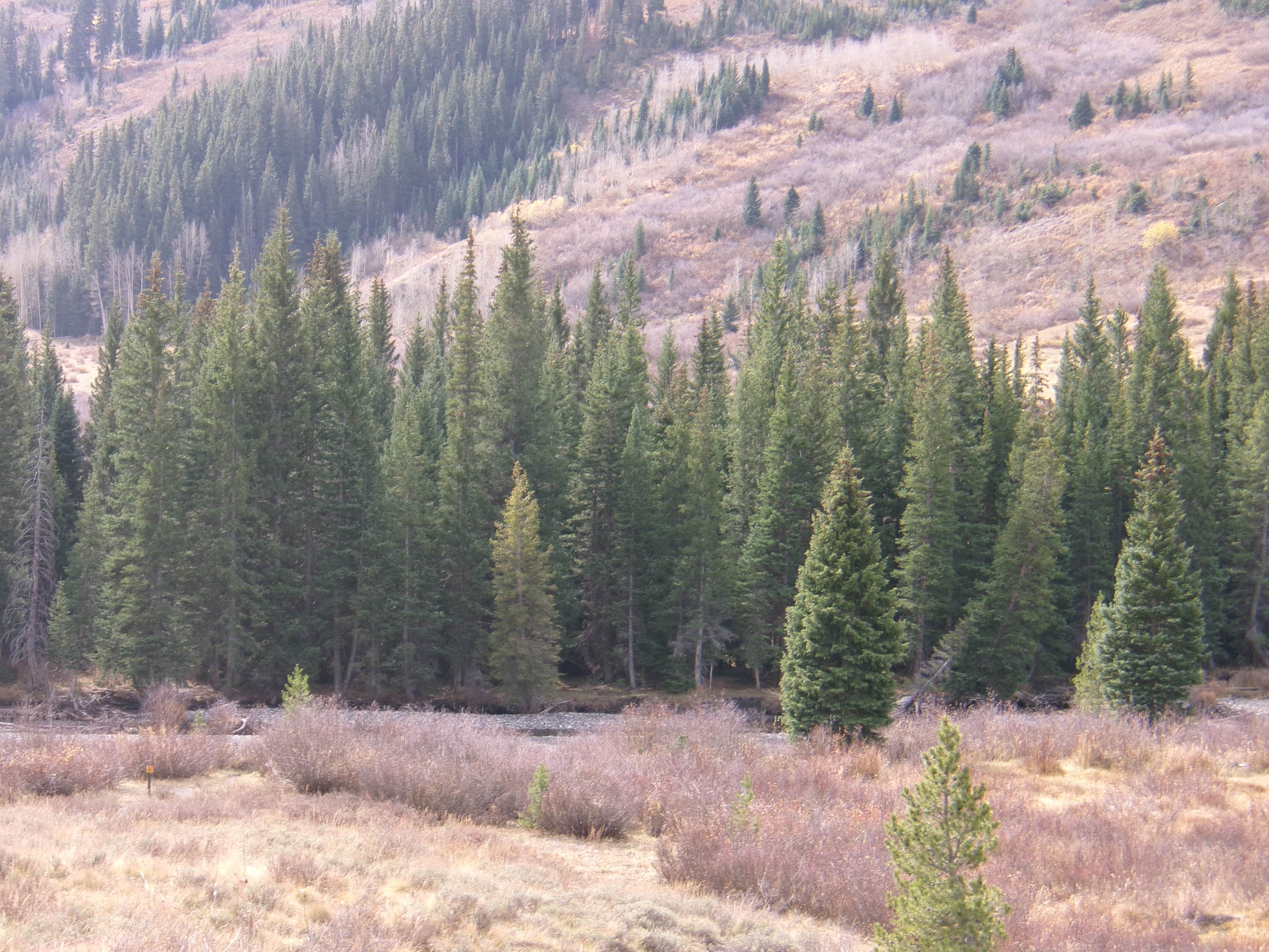 Camper-submitted photo at Musician's Camp near Crested Butte, CO
