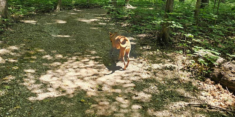 Camper submitted image from Muskegon River Canoe Camp