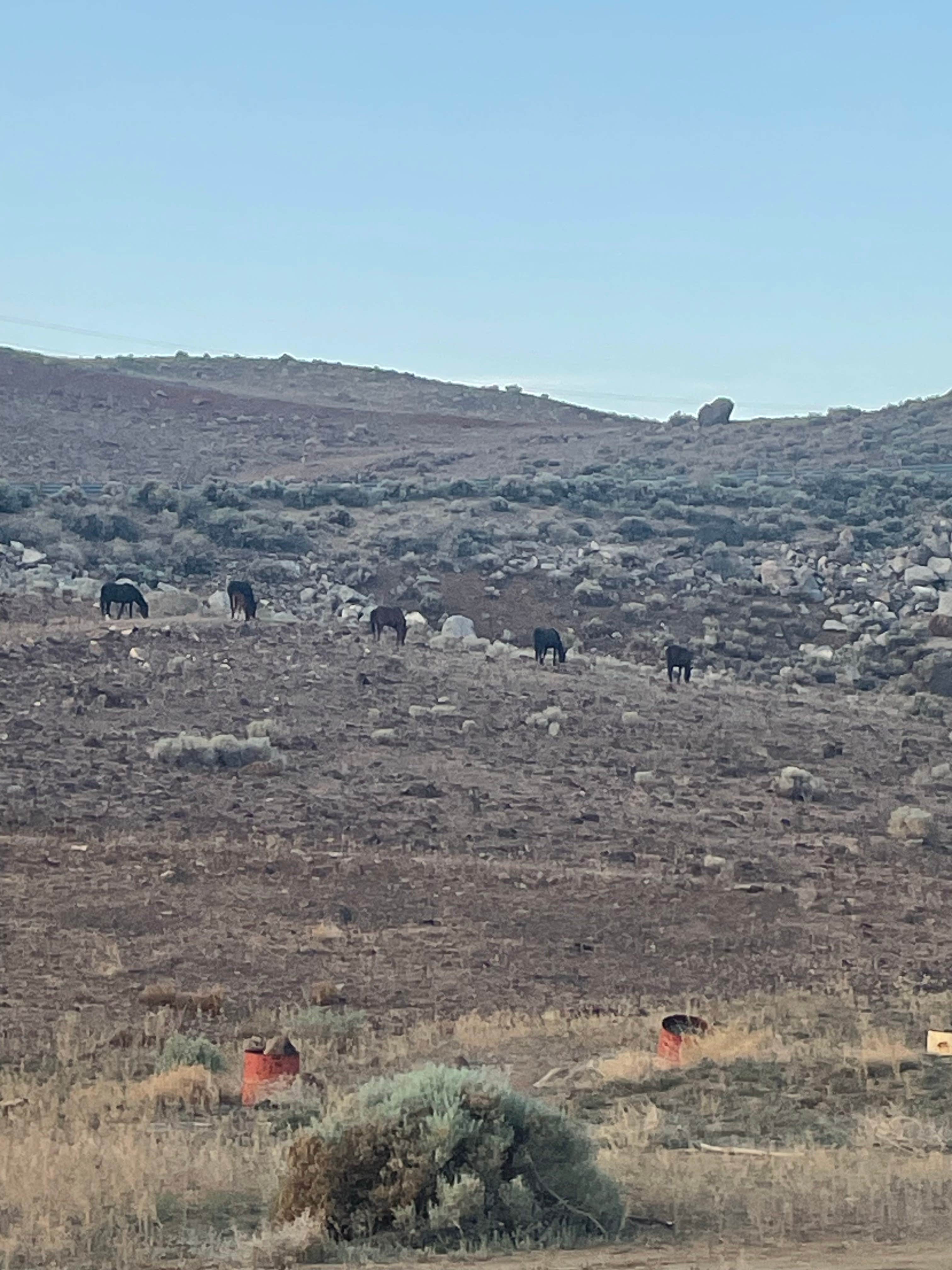 Camper-submitted photo at mustang rd dispersed near Sparks, NV