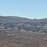 Review photo of mustang rd dispersed by Trista S., May 27, 2026