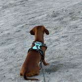 Review photo of Myrtle Beach KOA by lynn V., June 29, 2026