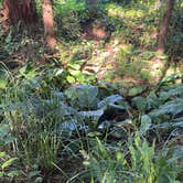 Review photo of Mystic Forest Campground by June H., June 3, 2026