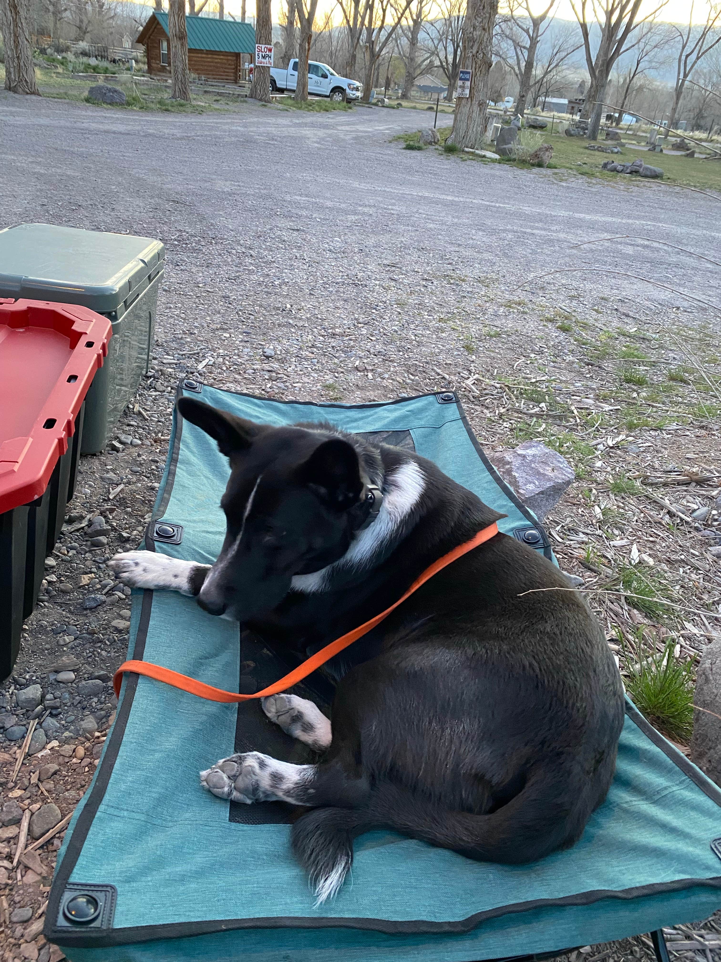 Rico B.'s photo of camping with pets at Mystic Hot Springs near Richfield, UT