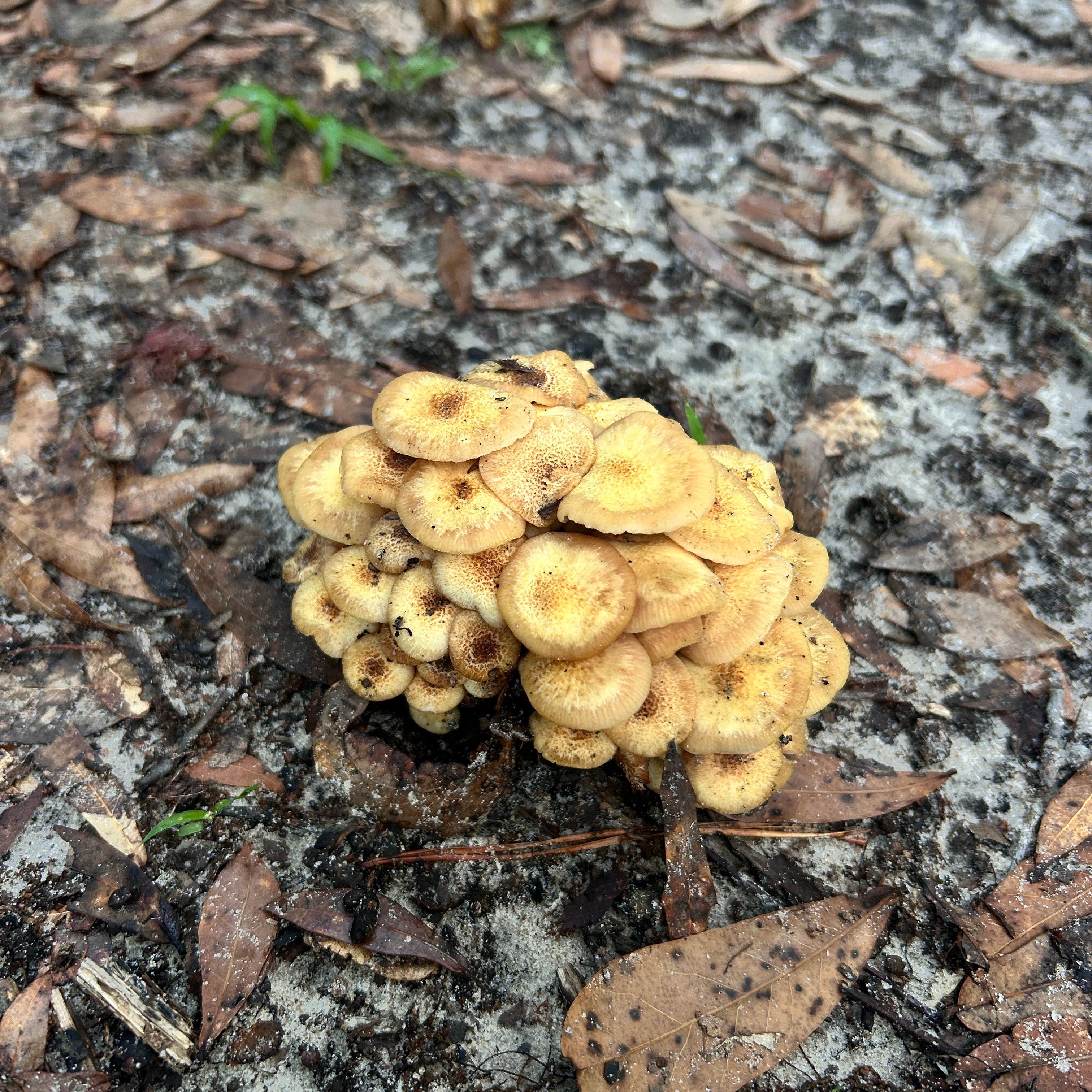 Camper-submitted photo at Mystic Springs Recreation Area near Atmore, AL