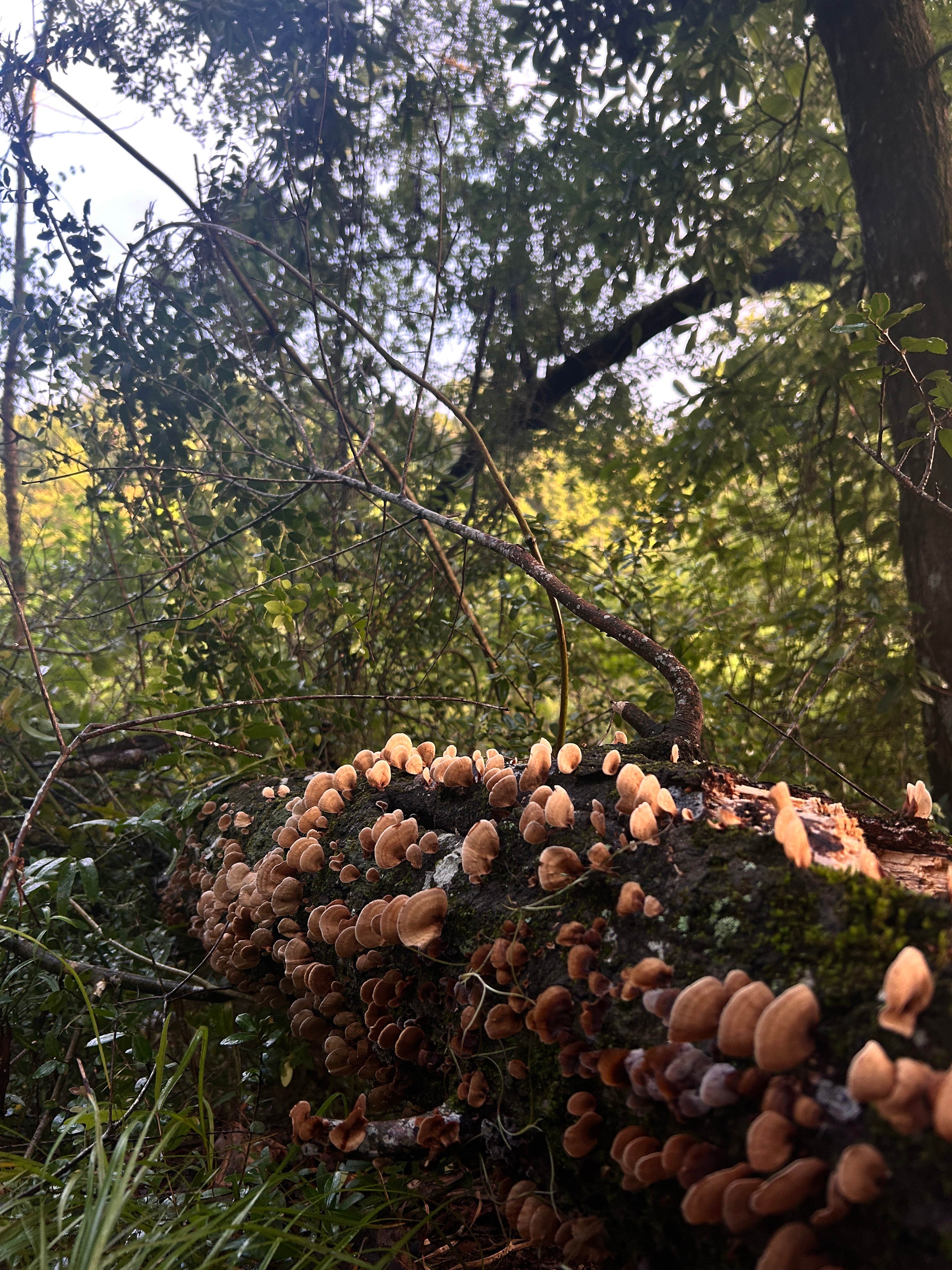 Camper-submitted photo at Mystic Springs Recreation Area near Atmore, AL