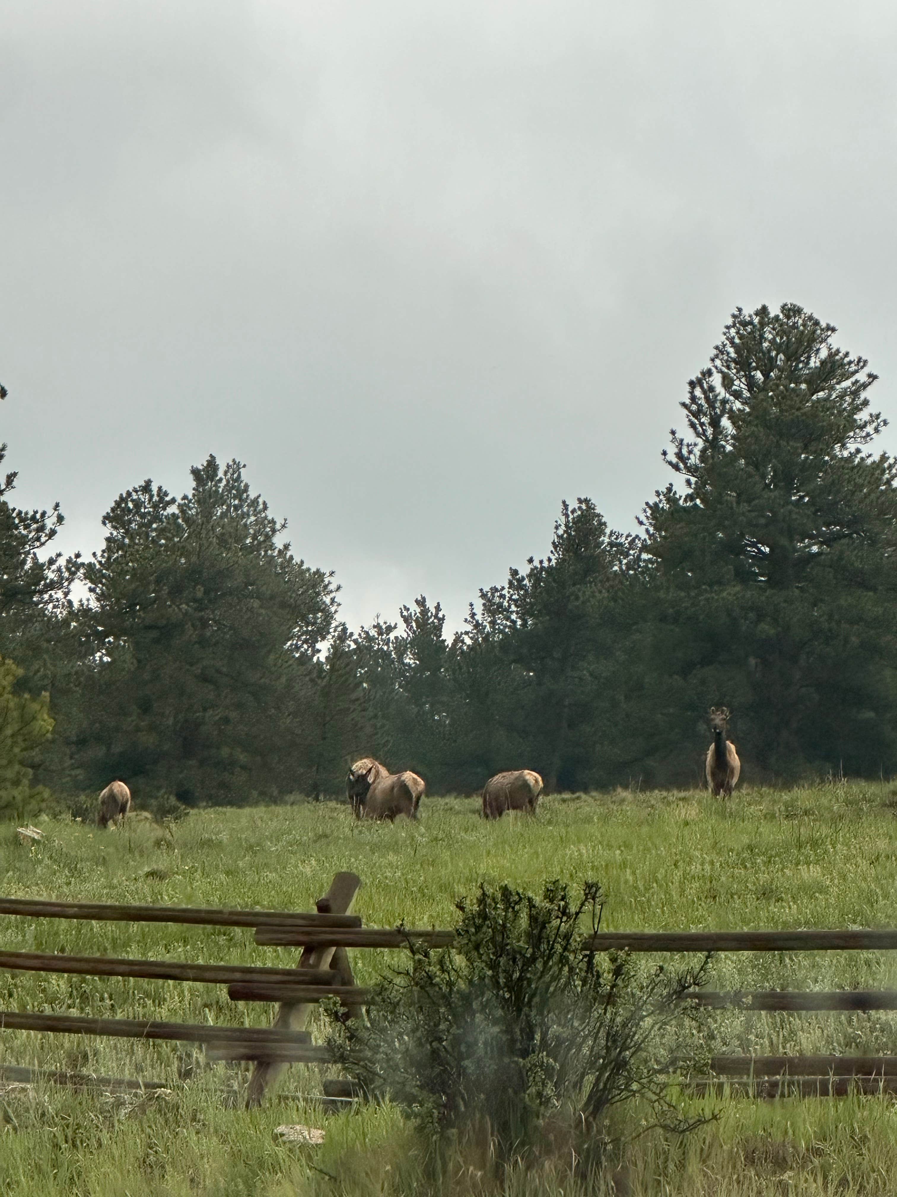 Camper submitted image from N Boulder Creek Dispersed Camping - 4