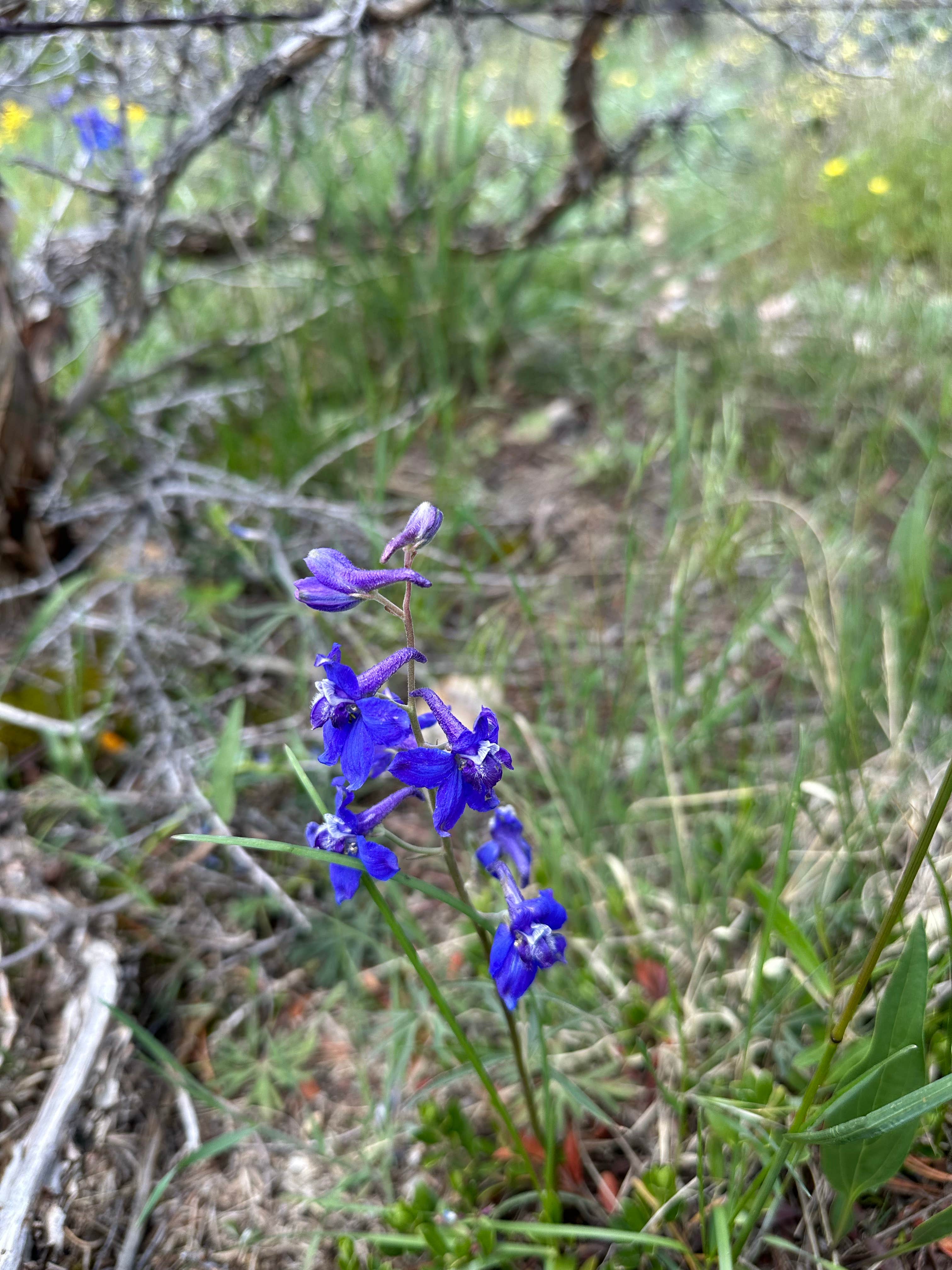 Camper-submitted photo at N Boulder Creek Dispersed Camping near Boulder, CO