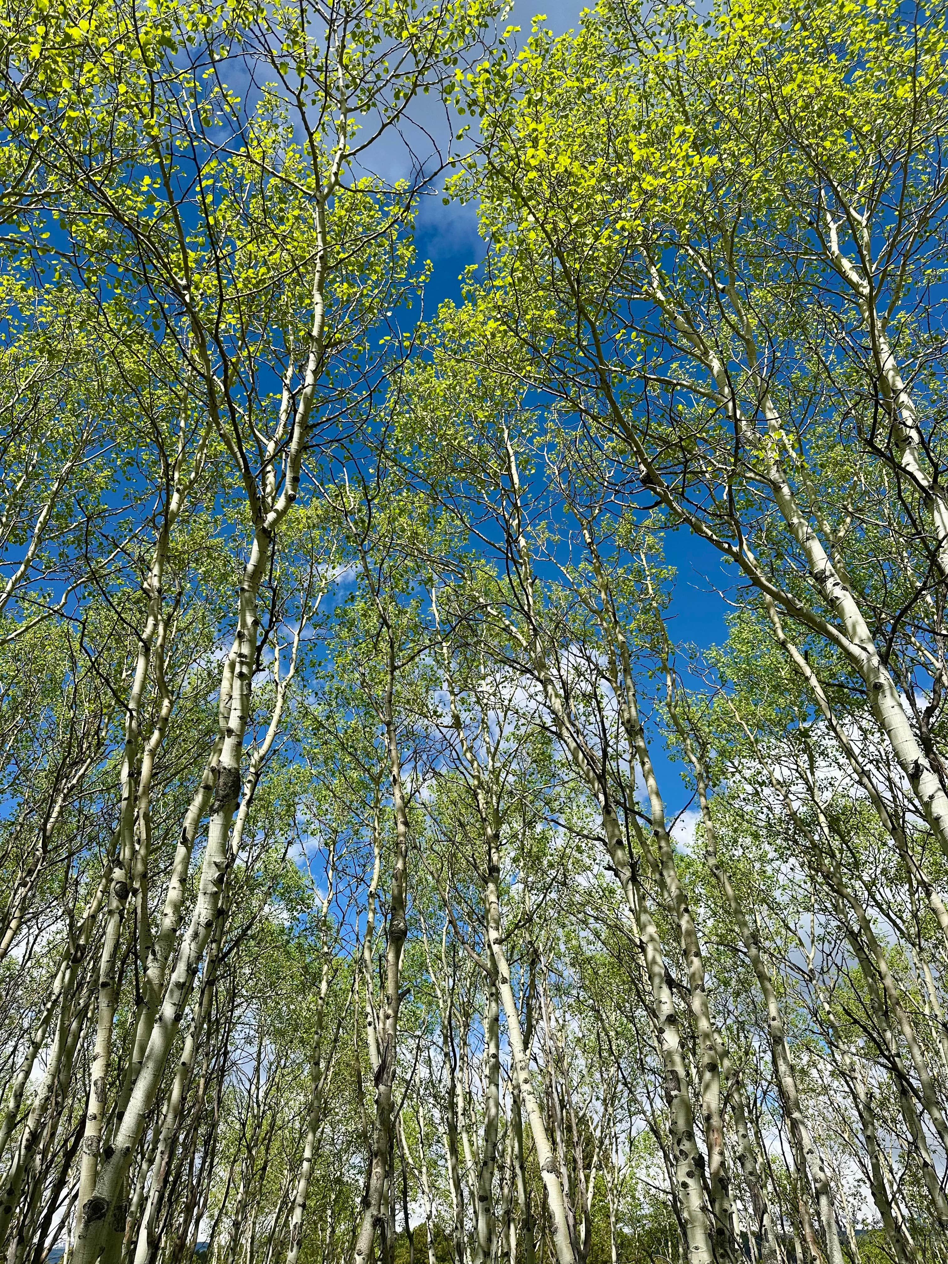 Camper-submitted photo at N Boulder Creek Dispersed Camping near Boulder, CO