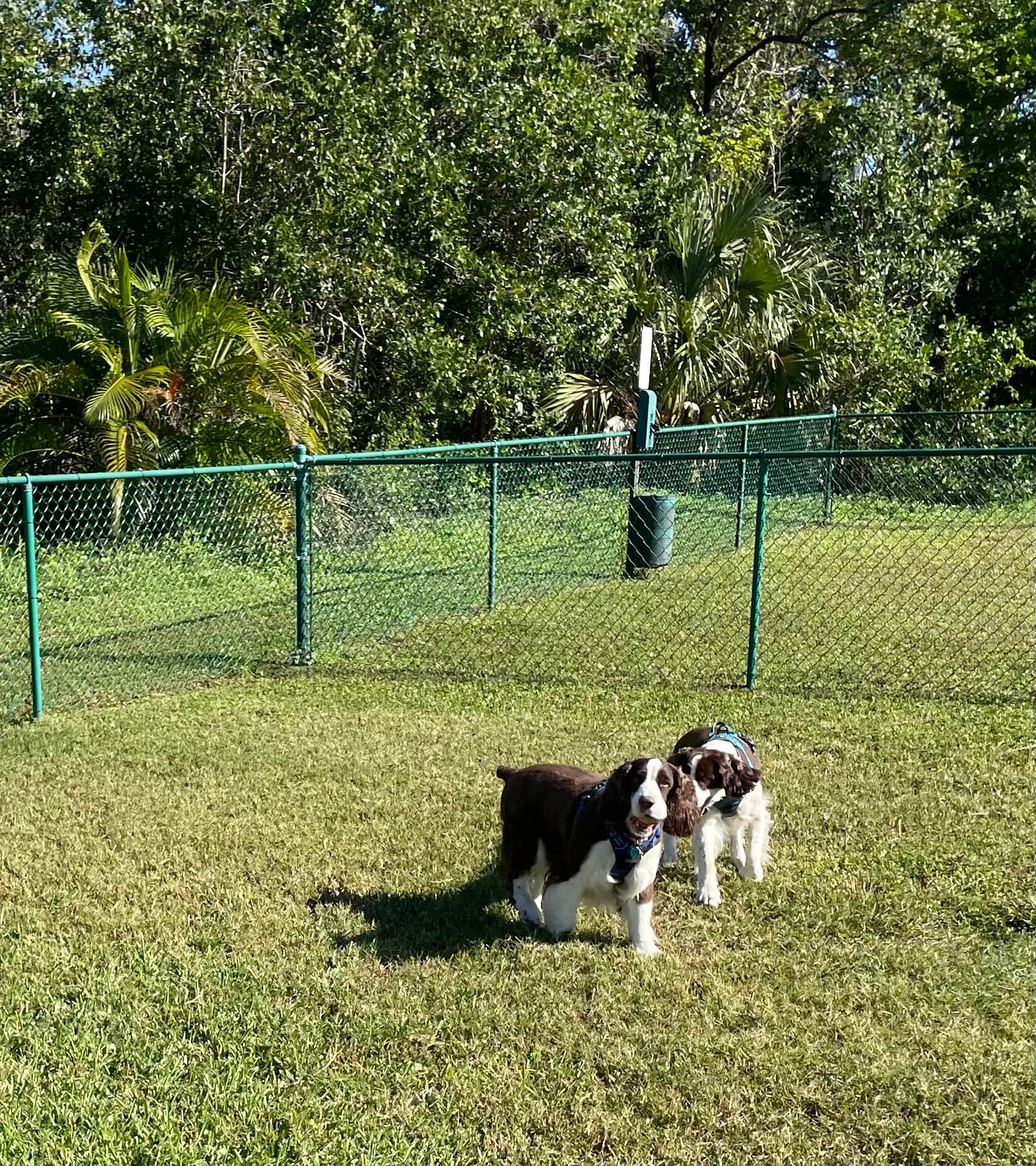 Joel R.'s photo of camping with pets at Naples/Marco Island KOA Holiday near Sanibel, FL