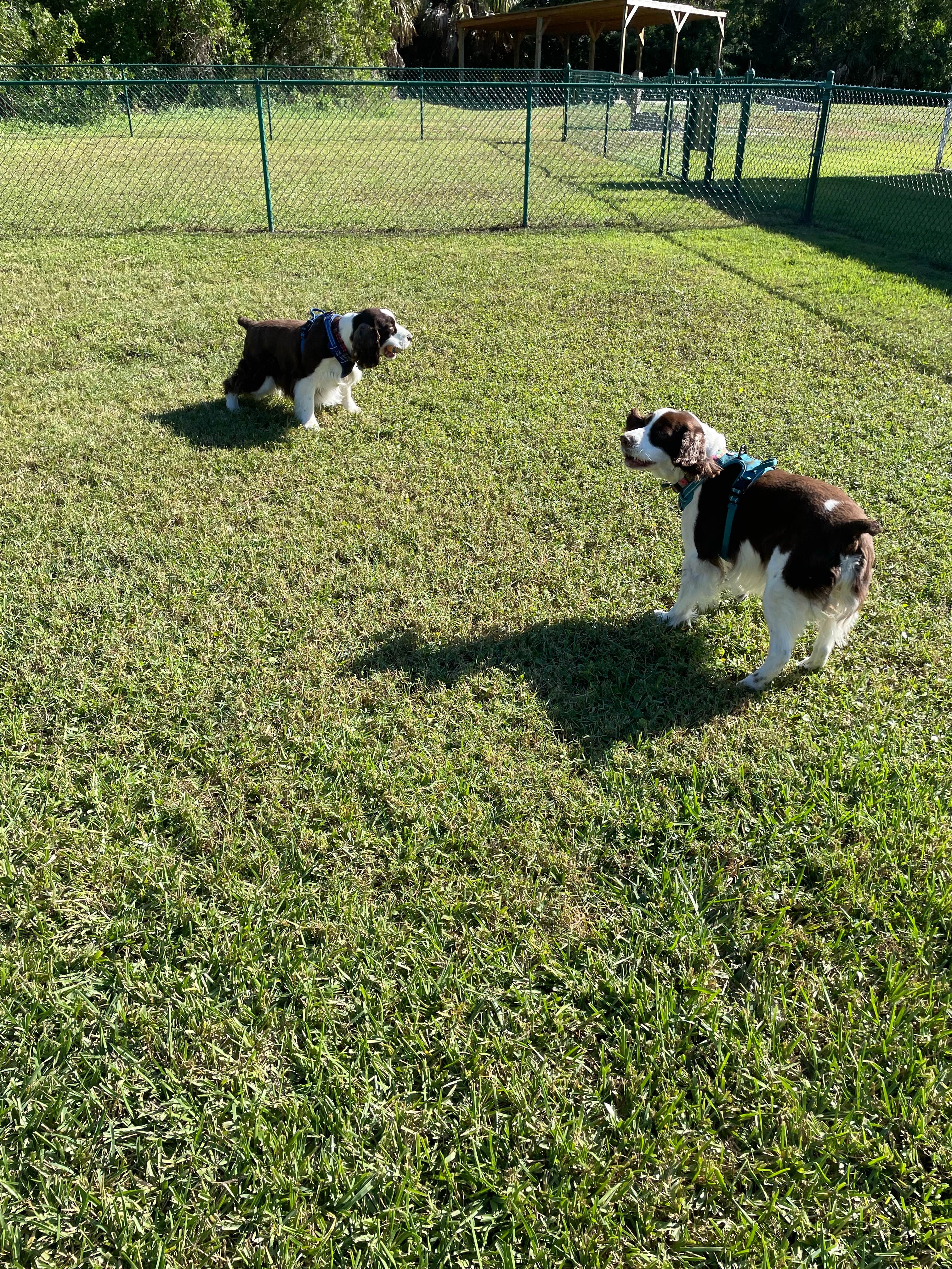 Joel R.'s photo of camping with pets at Naples/Marco Island KOA Holiday near Big Cypress National Preserve