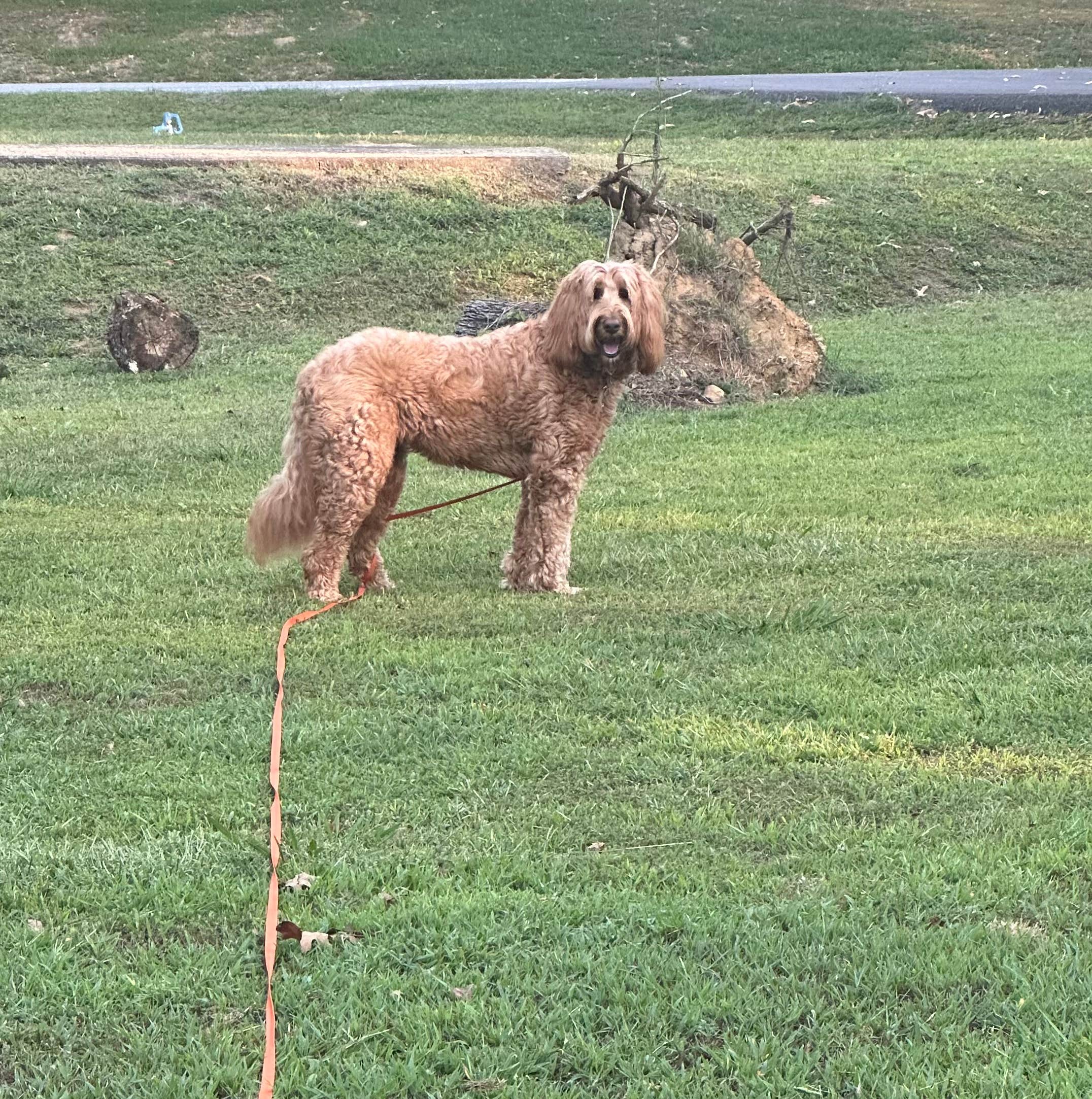 Sable A.'s photo of camping with pets at Thousand Trails Natchez Trace near Lawrenceburg, TN