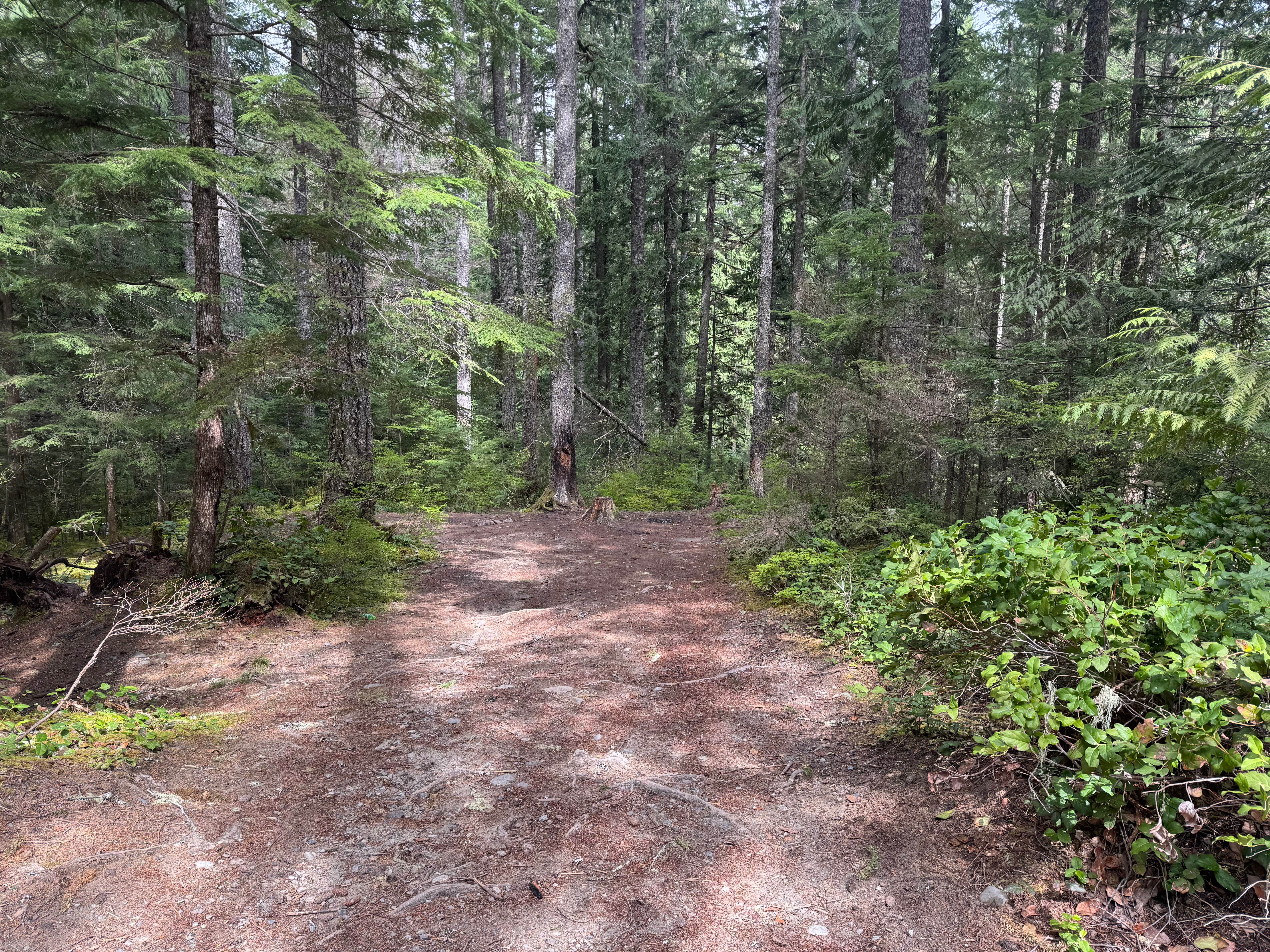 Camper-submitted photo at National Forest 84 near Orting, WA