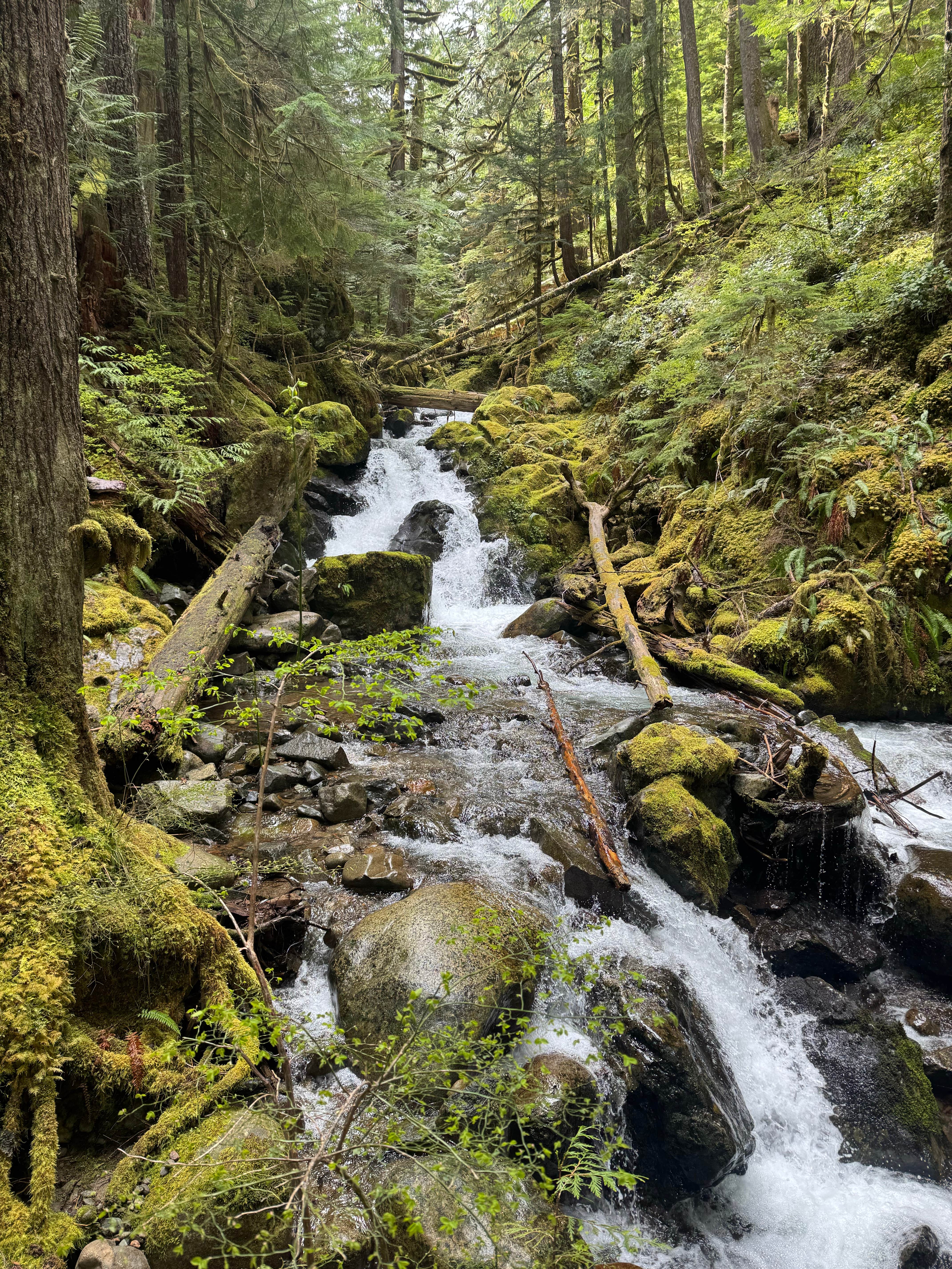 Camper-submitted photo at National Forest 84 near Orting, WA