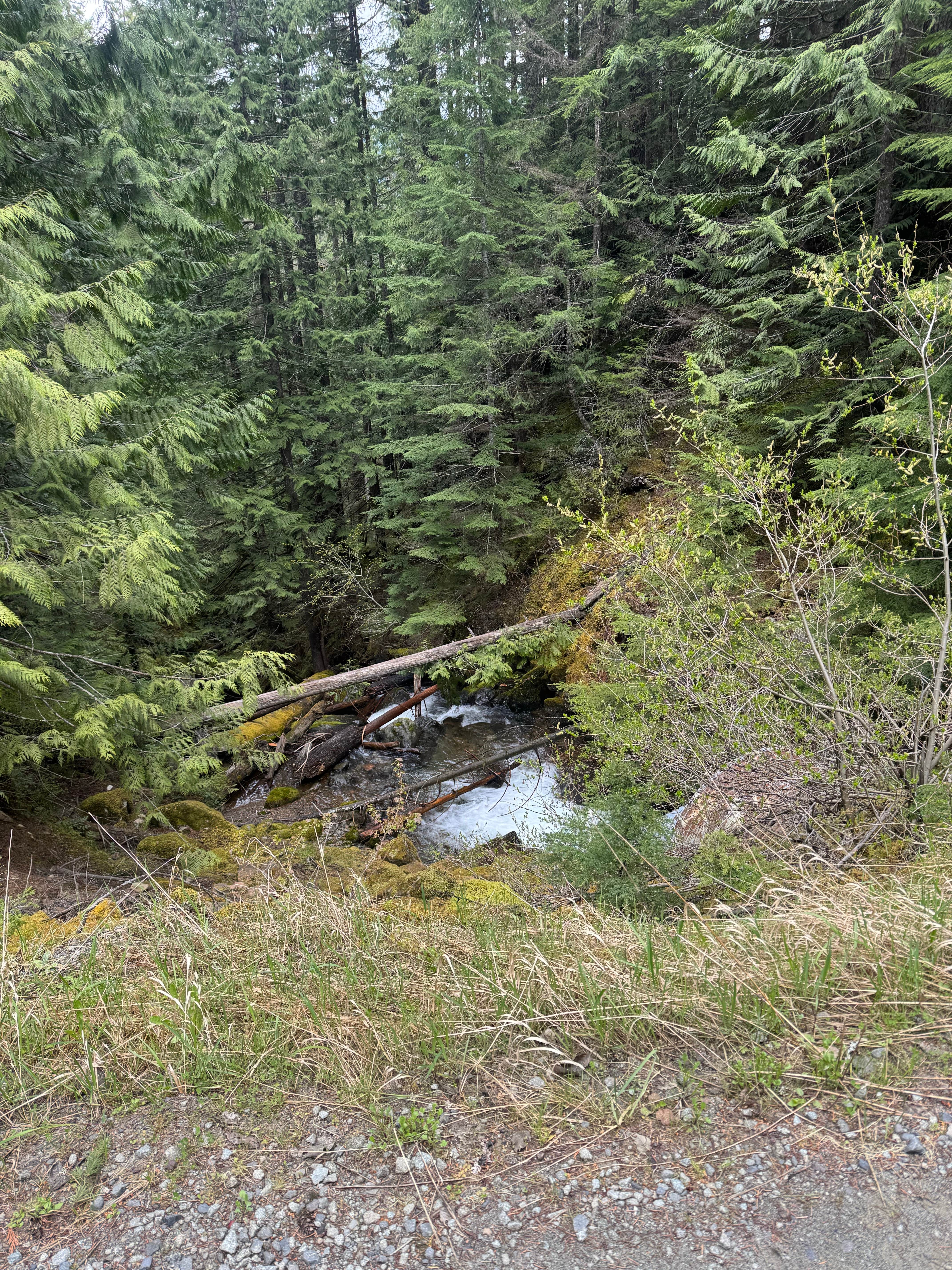Camper-submitted photo at National Forest 84 near Orting, WA