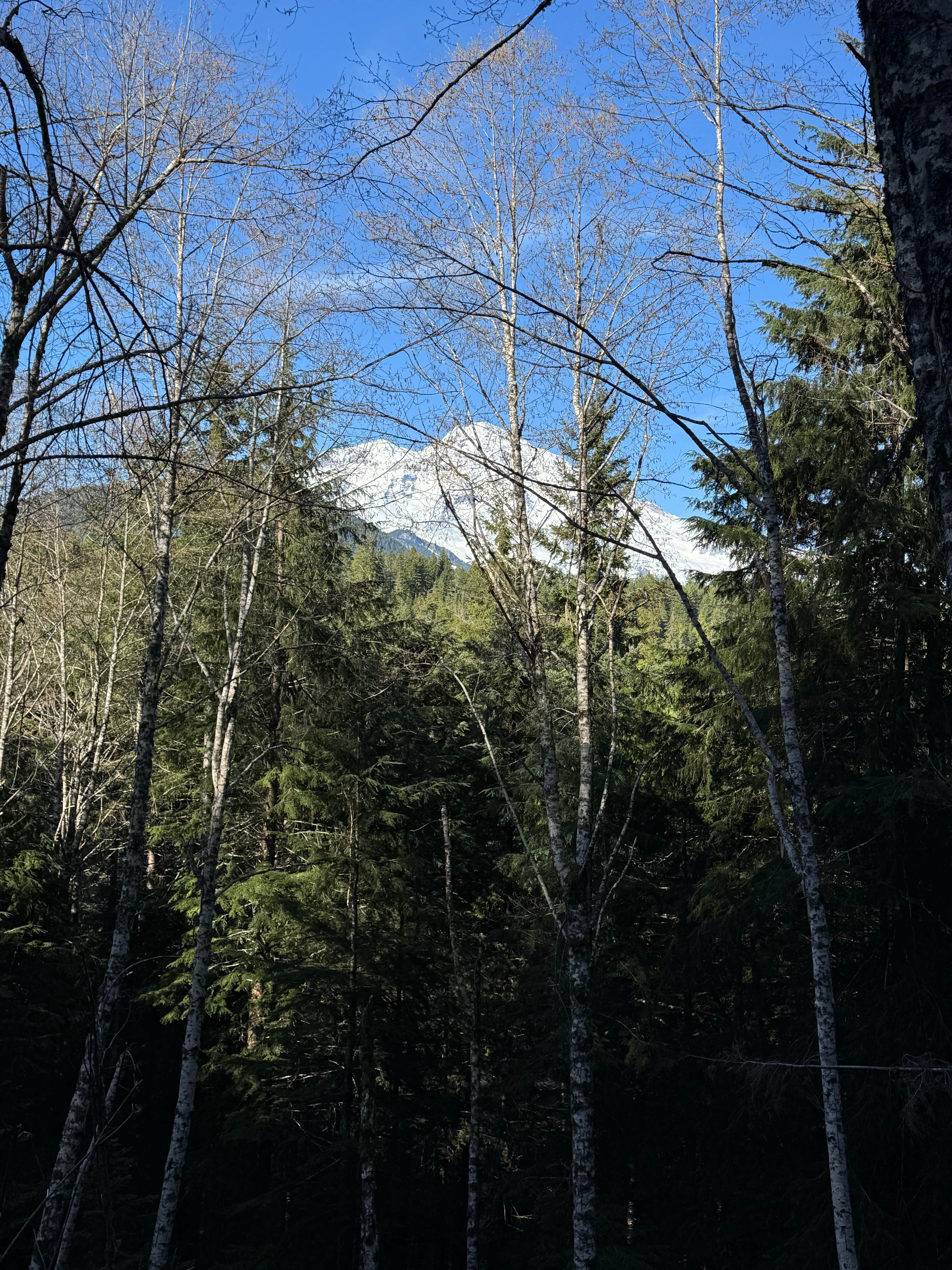 Camper-submitted photo at National Forest 84 near Orting, WA