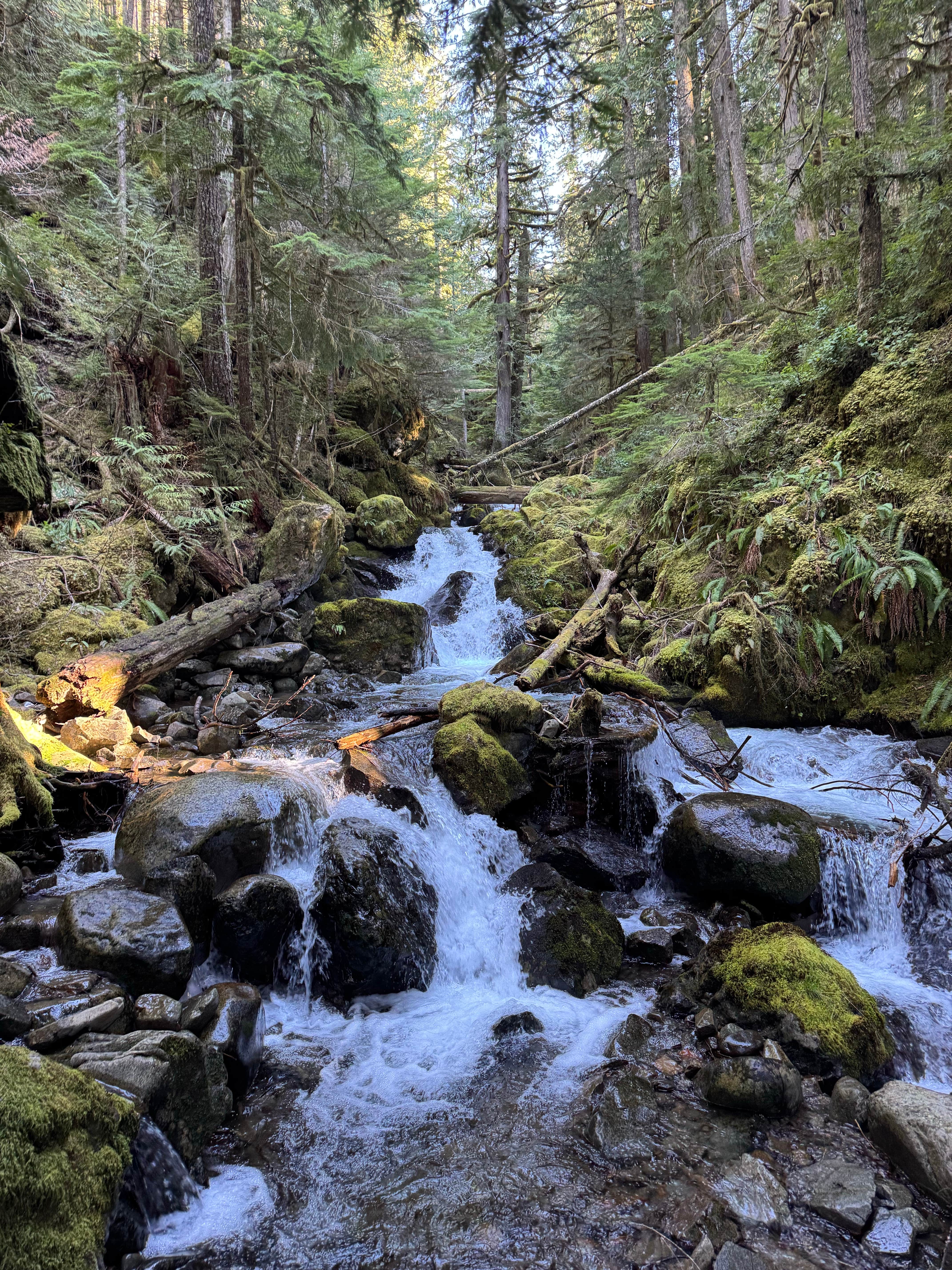 Camper-submitted photo at National Forest 84 near Orting, WA