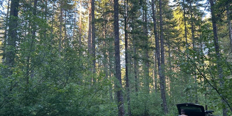 Camper submitted image from NF-65 National Forest Dispersed Site