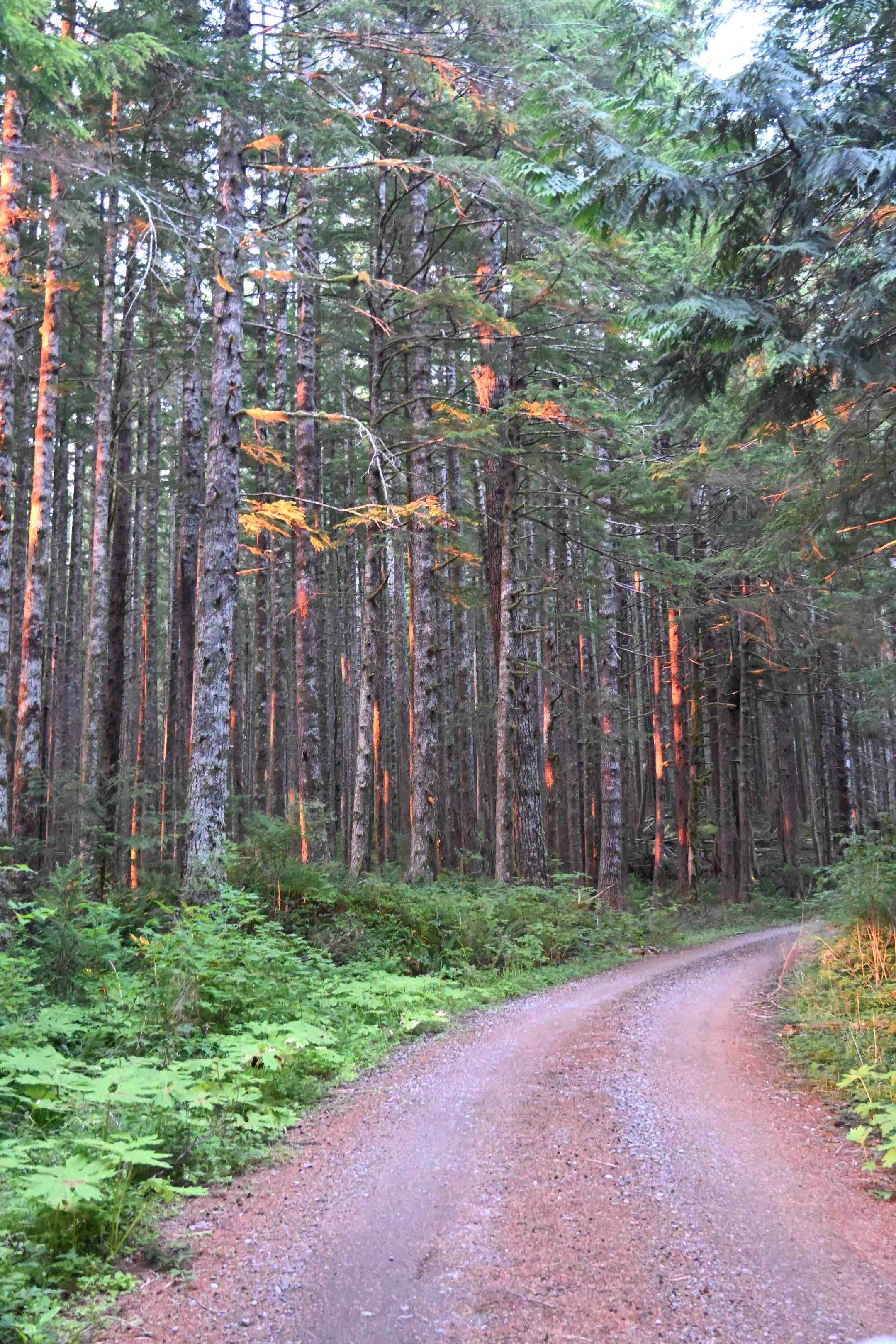 Camper-submitted photo at National Forest Road 2262 near Elma, WA