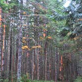 Review photo of National Forest Road 2262 by Grant M., August 10, 2026