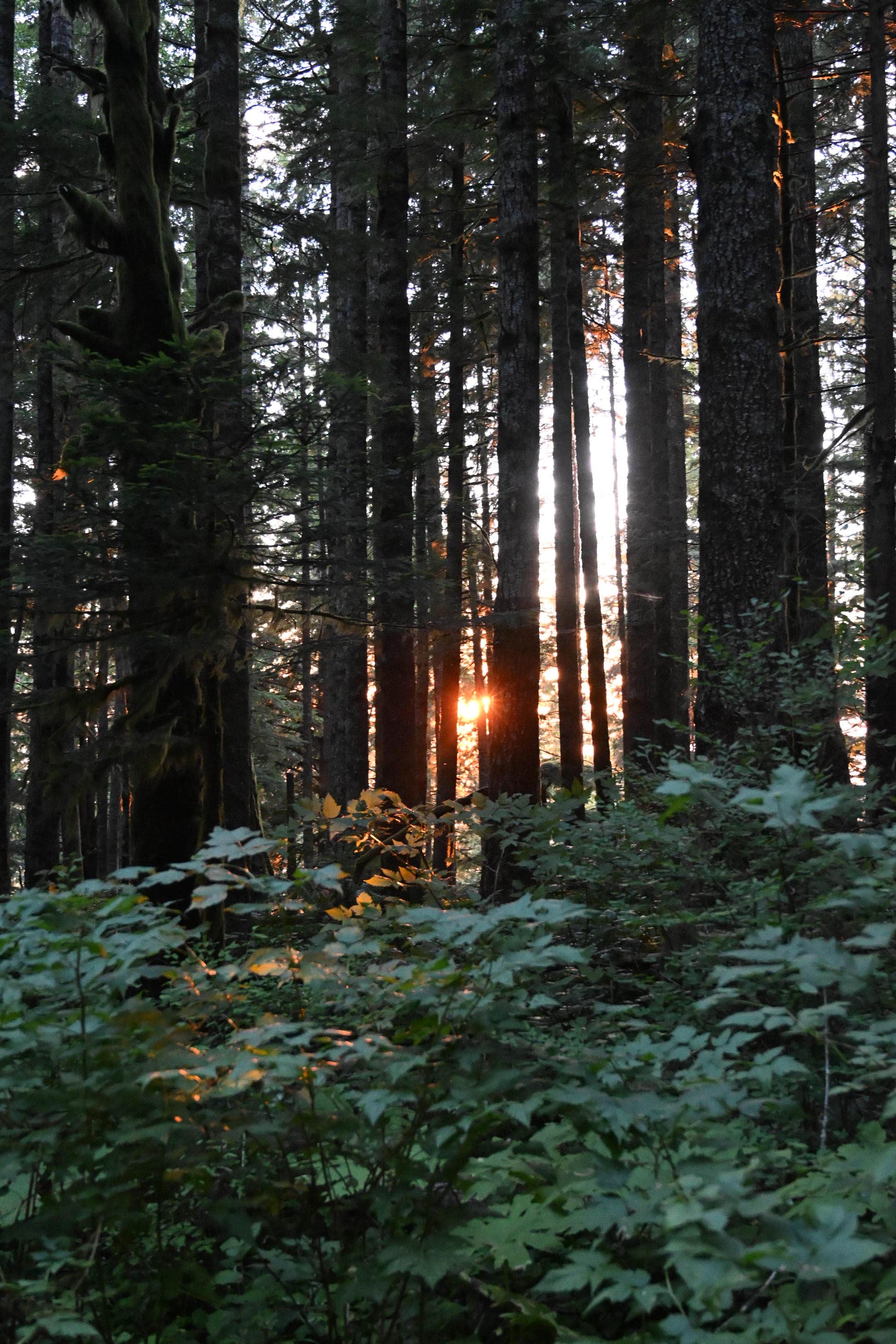 Grant M.'s photo of a dispersed camping area at National Forest Road 2262 near Lilliwaup, WA