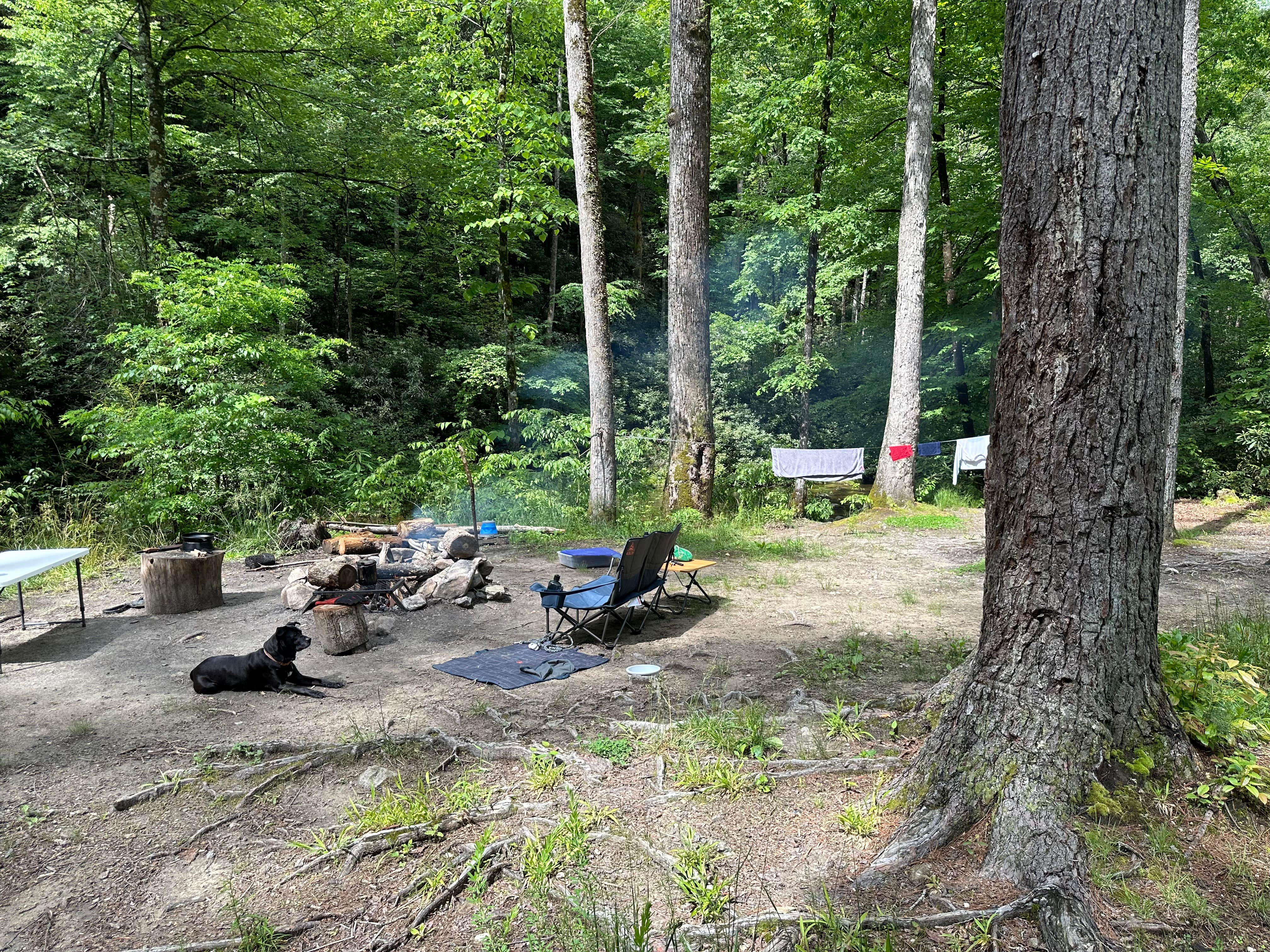 Brianna W.'s photo of a dispersed camping area at National Forest Road/Steele Creek/Nates Place Dispersed Campsite near Hays, NC