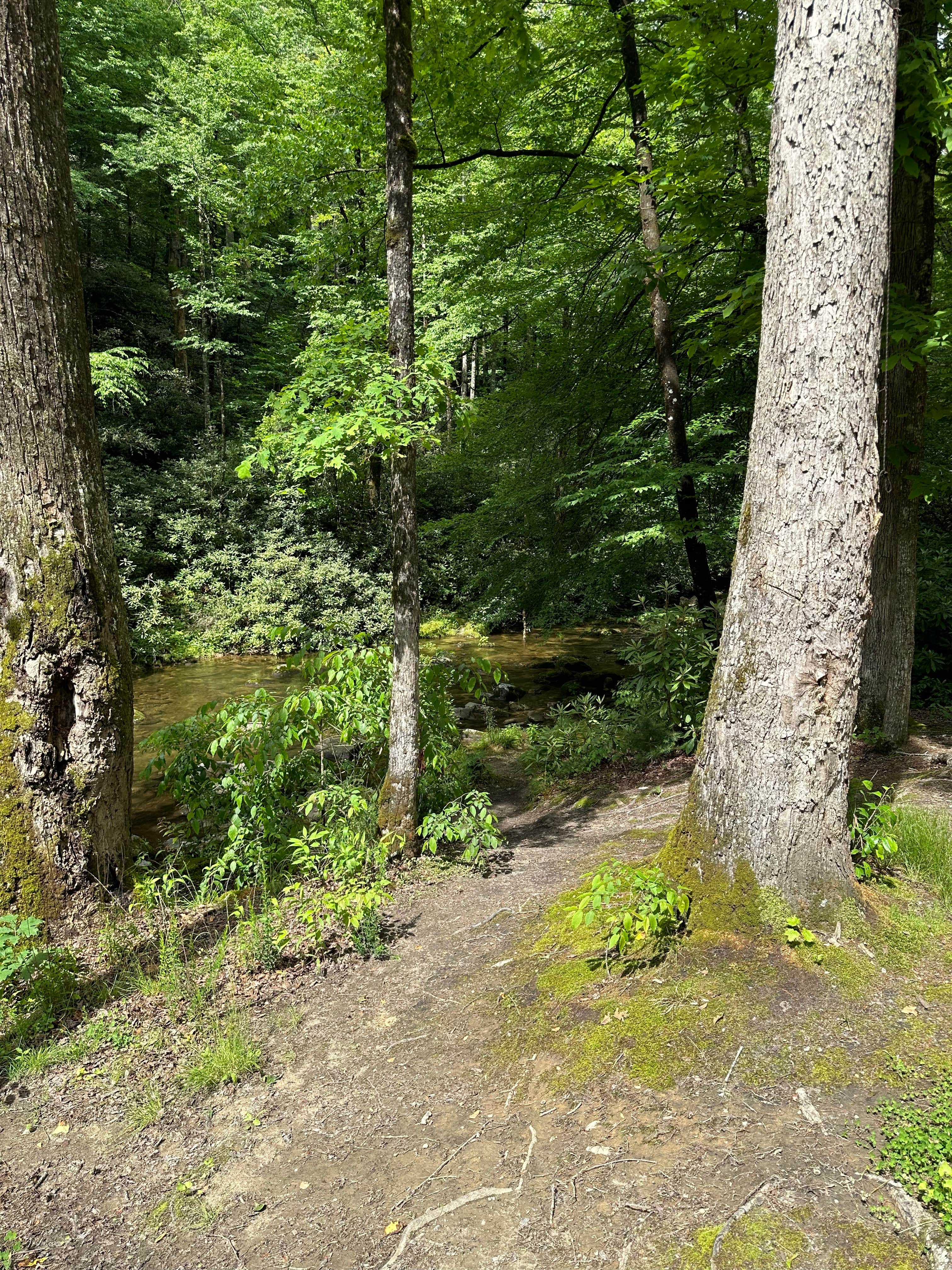 Camper submitted image from National Forest Road/Steele Creek/Nates Place Dispersed Campsite - 2